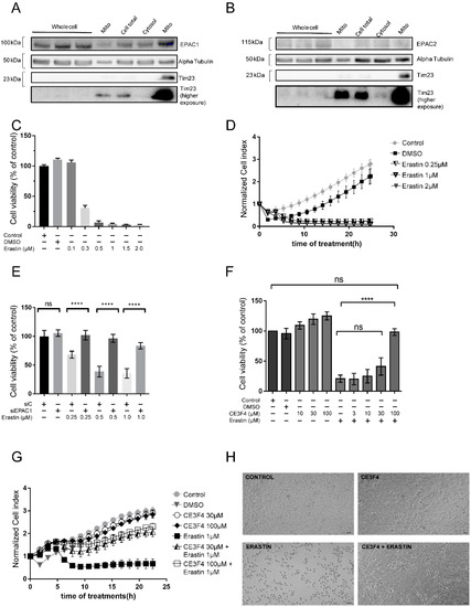 Antioxidants | Free Full-Text | Pharmacological Inhibition of