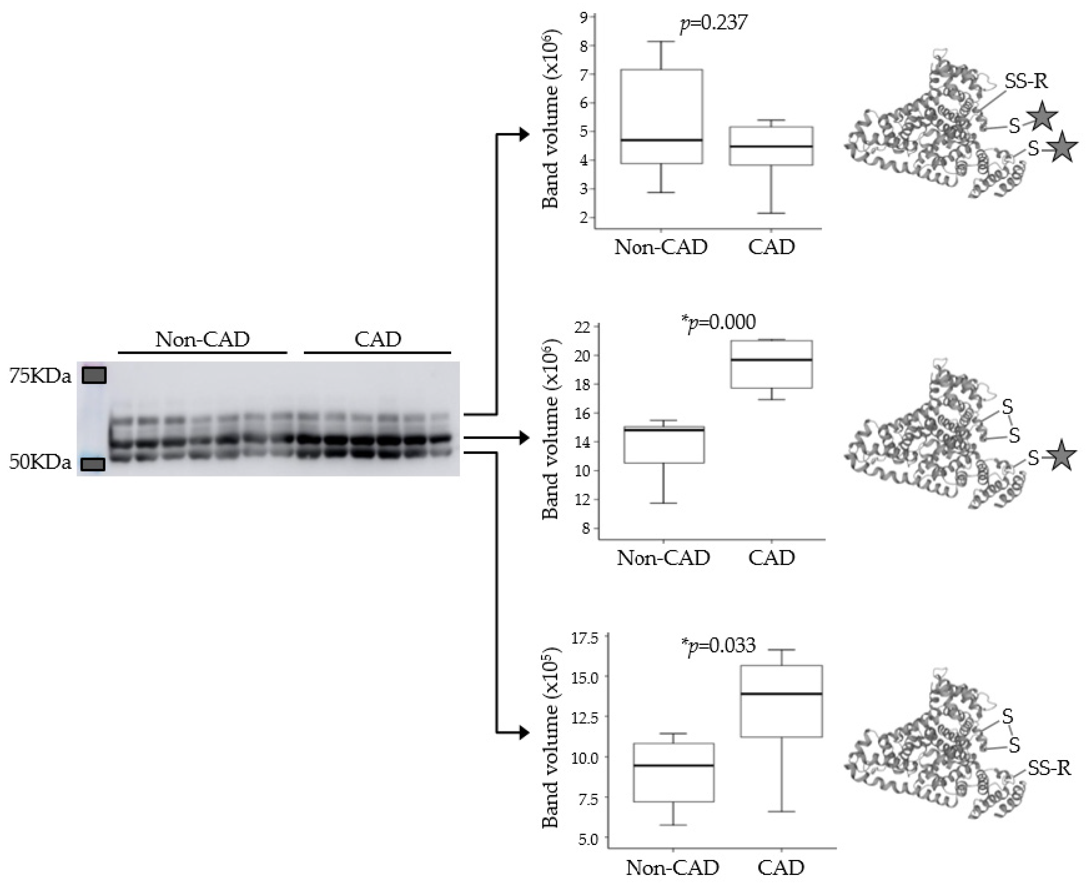 Antioxidants 11 00317 g004 Antioxidants 11 00317 g004