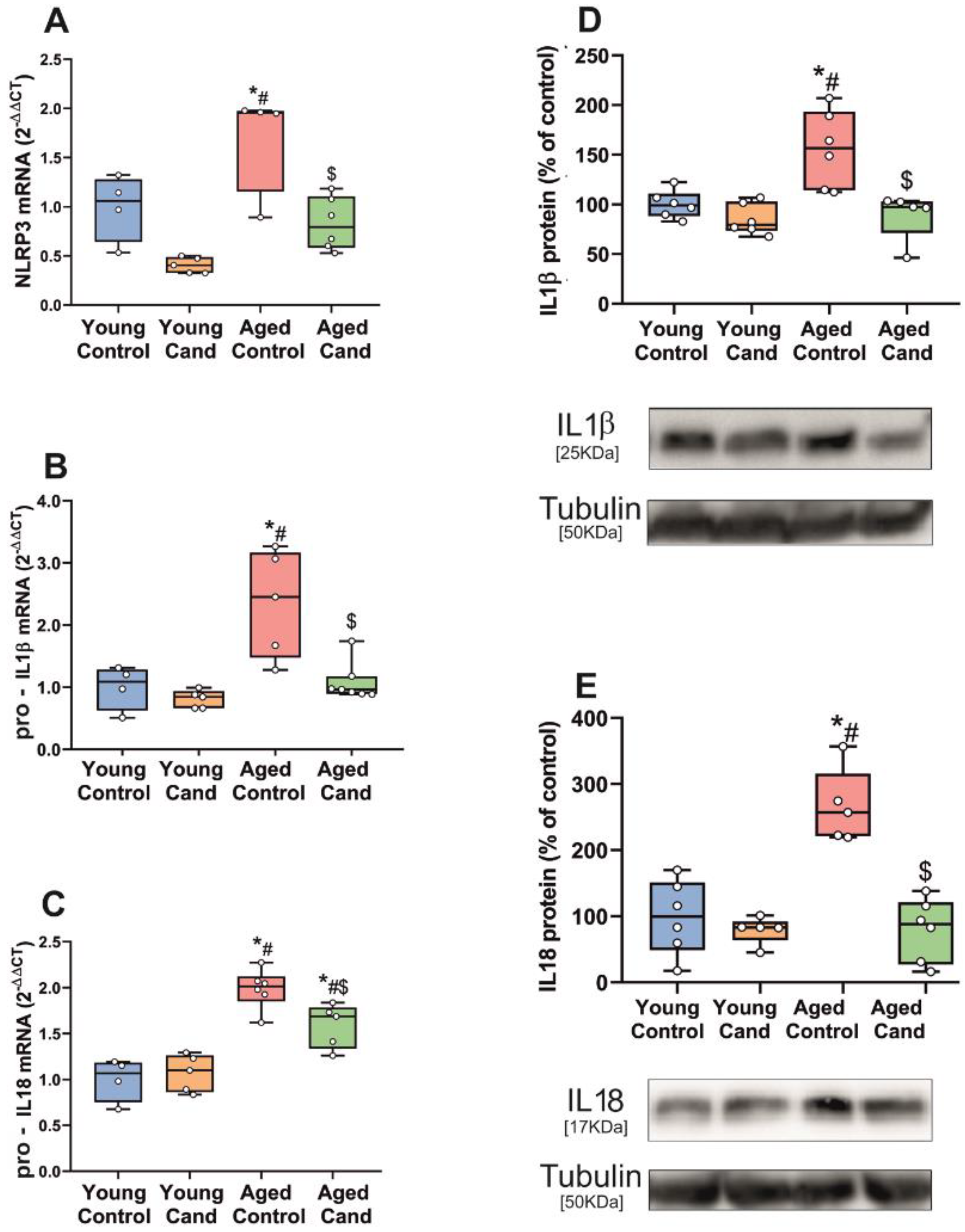 Antioxidants 11 00329 g001 Antioxidants 11 00329 g001