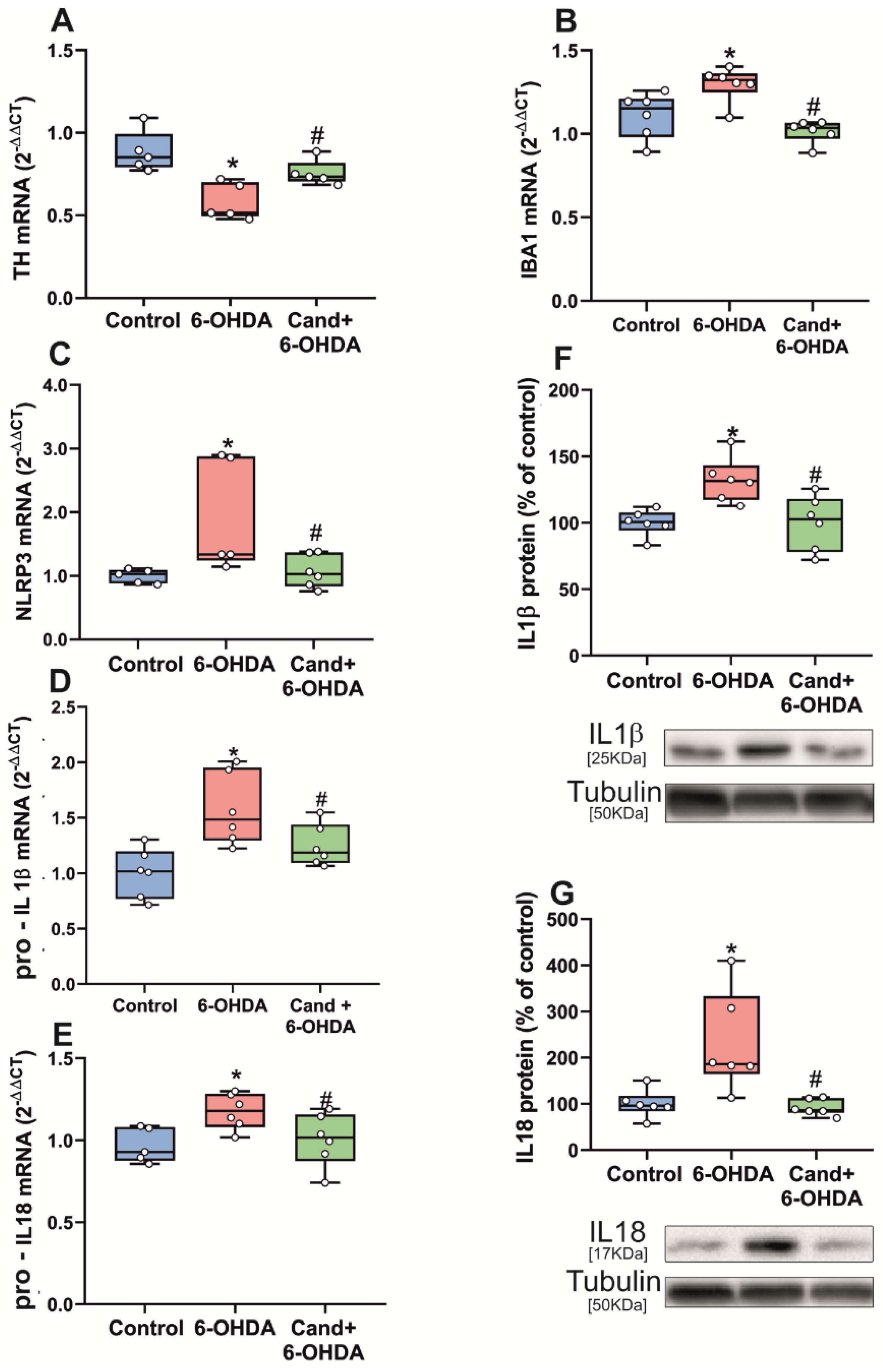 Antioxidants 11 00329 g004 Antioxidants 11 00329 g004