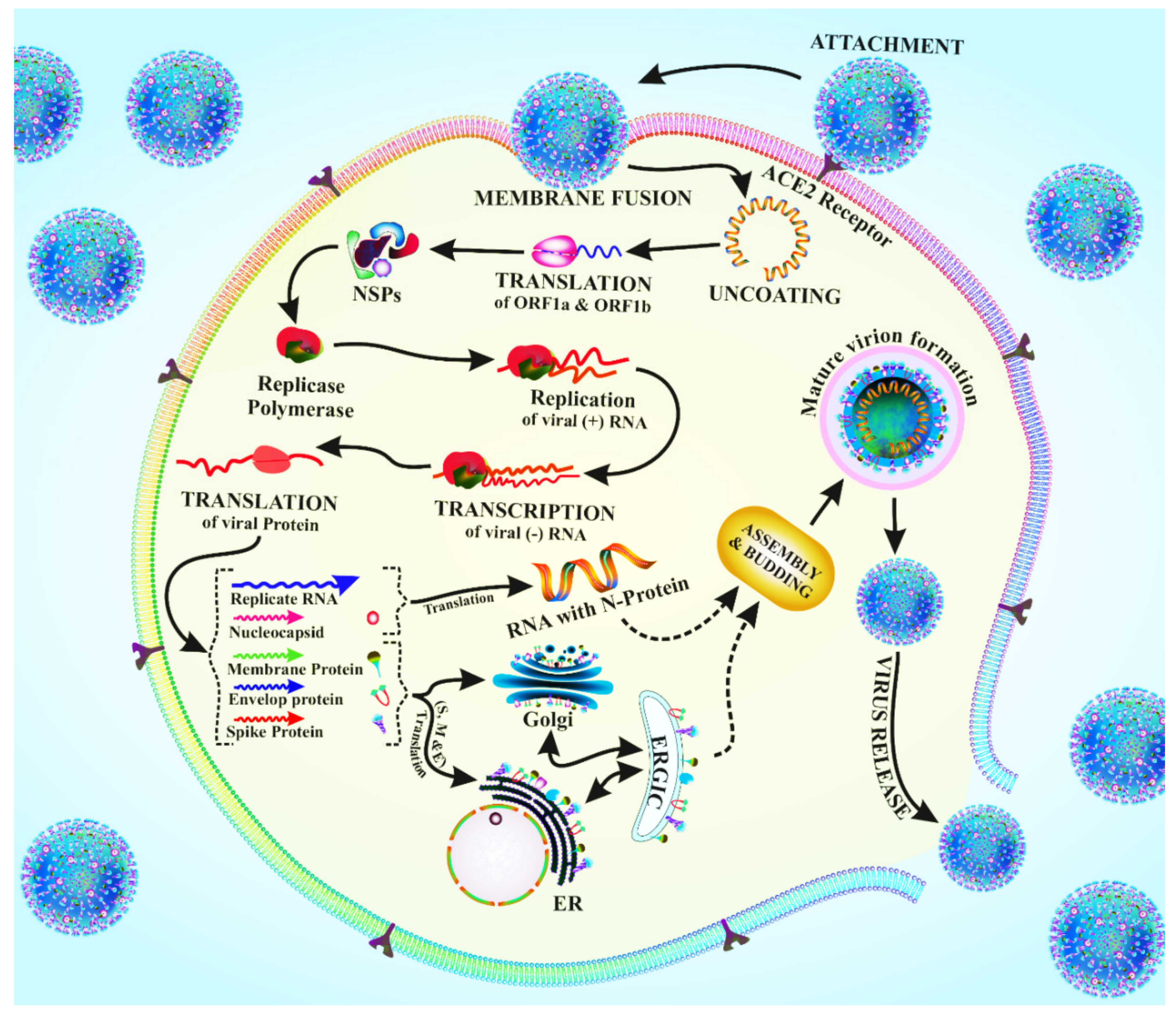 Antioxidants 11 00354 g002 Antioxidants 11 00354 g002