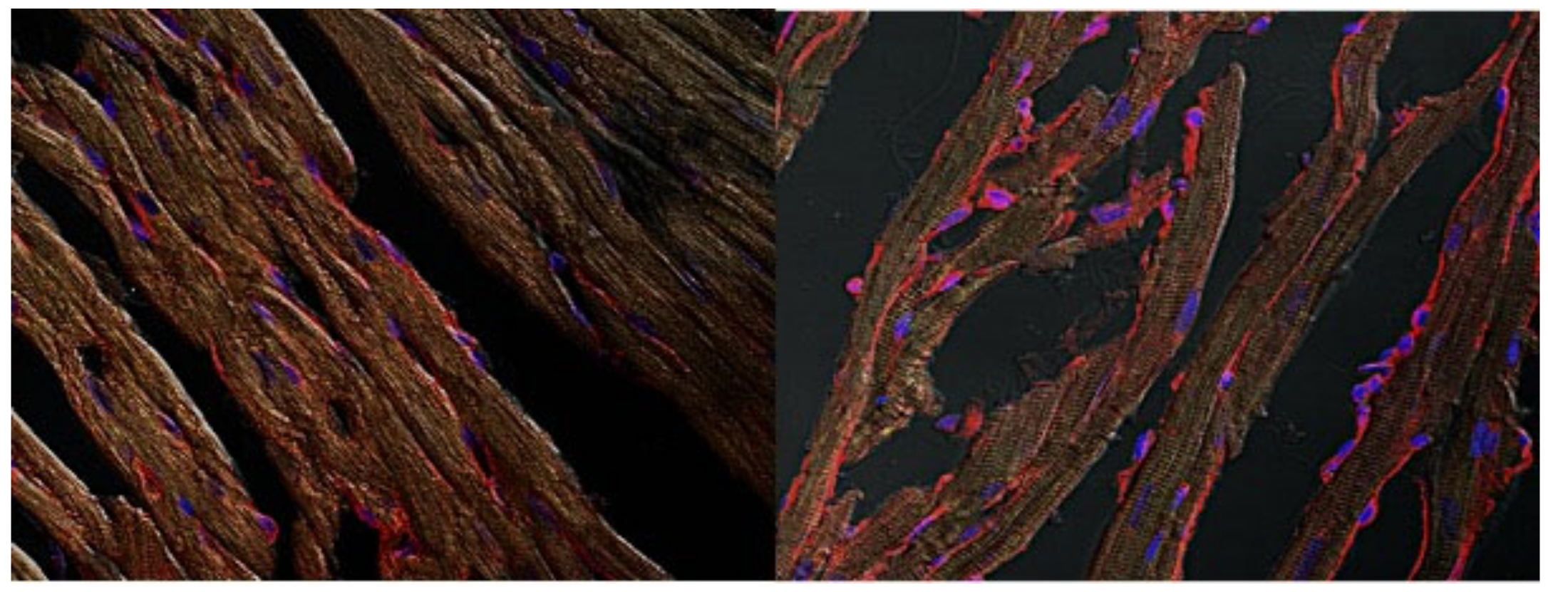 Antioxidants 11 00382 g005 Antioxidants 11 00382 g005