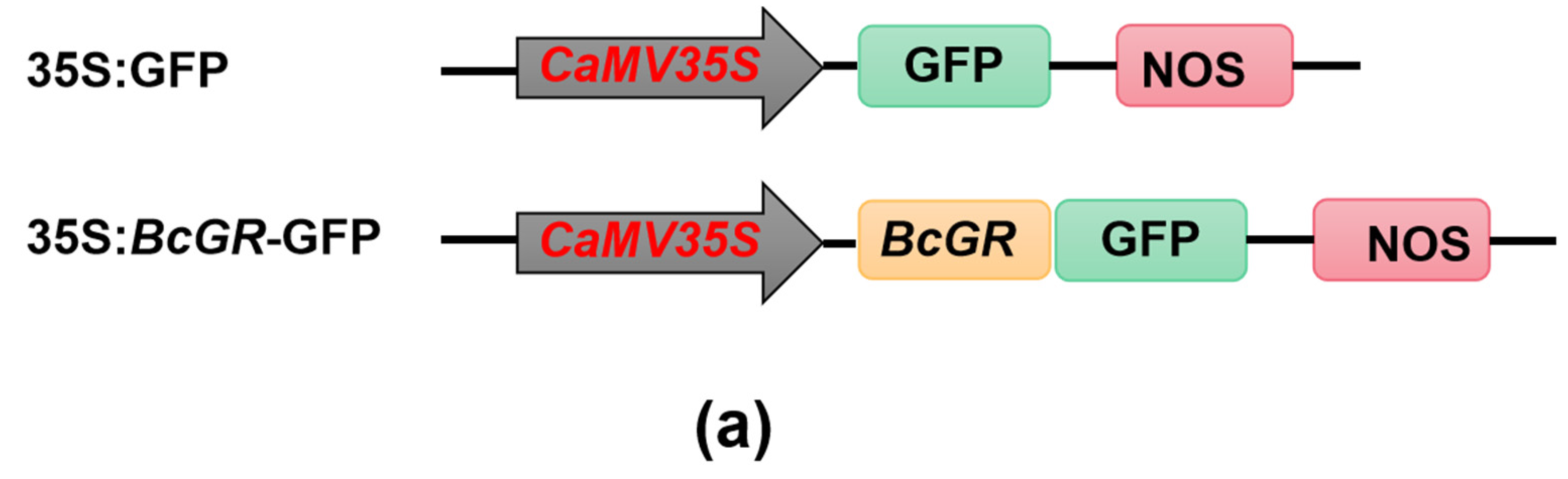 Antioxidants 11 00389 g002a