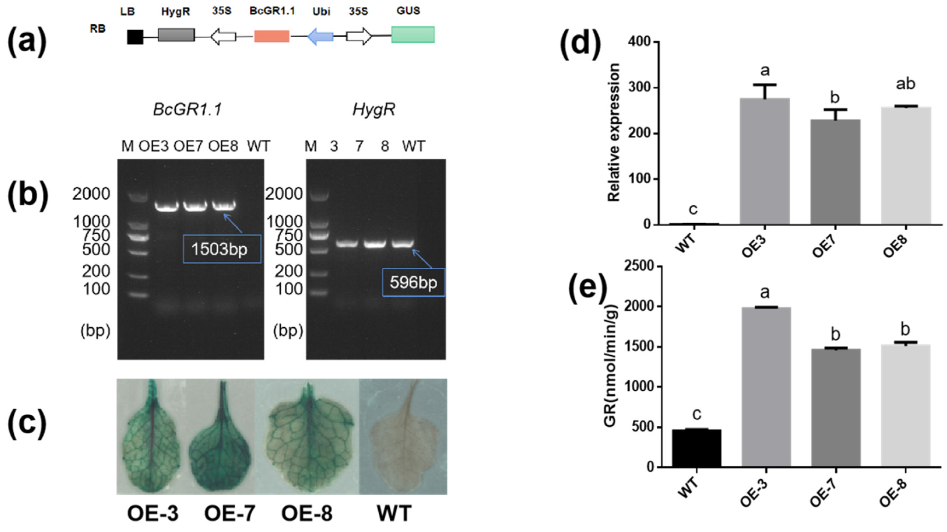 Antioxidants 11 00389 g004