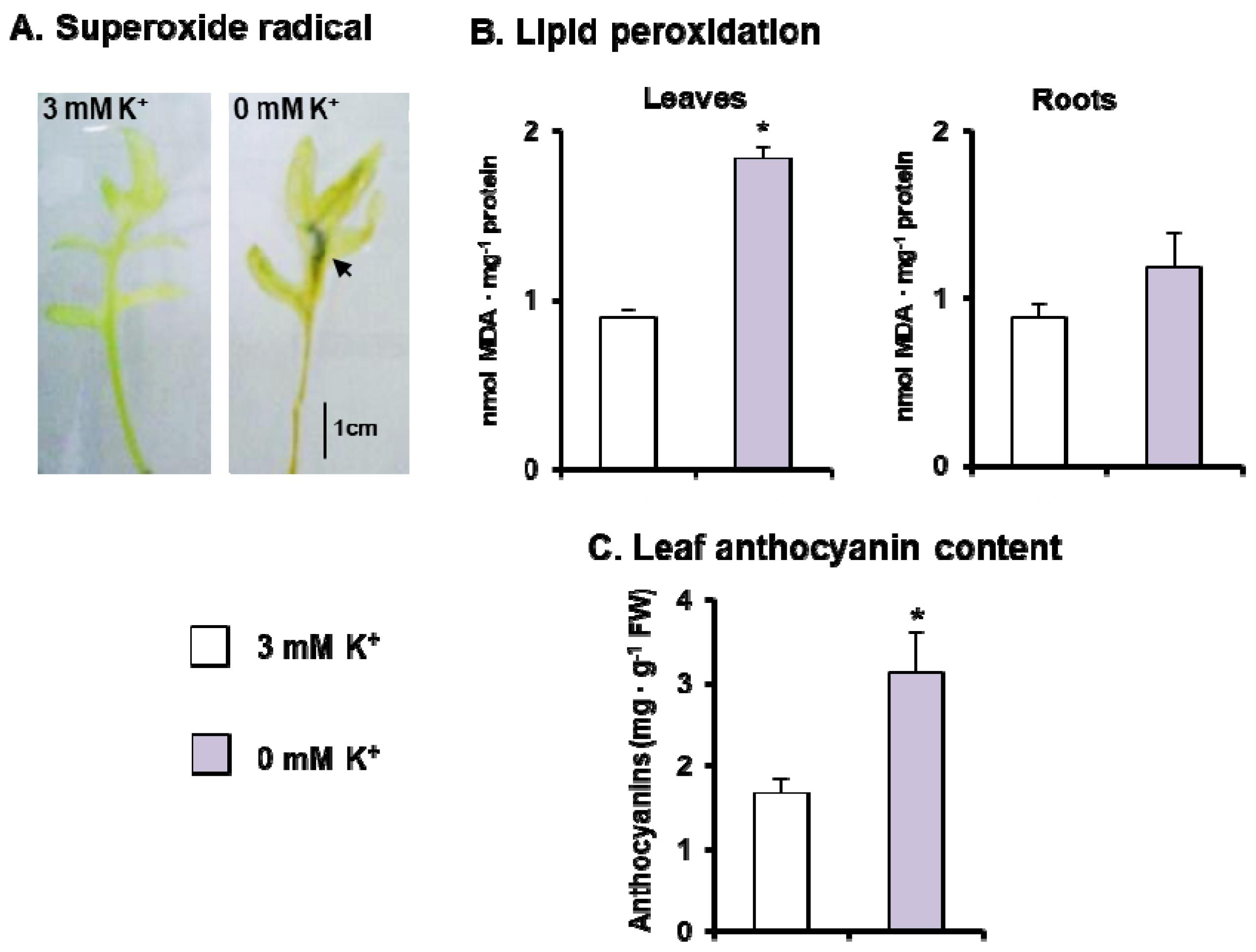 Antioxidants 11 00401 g003 Antioxidants 11 00401 g003