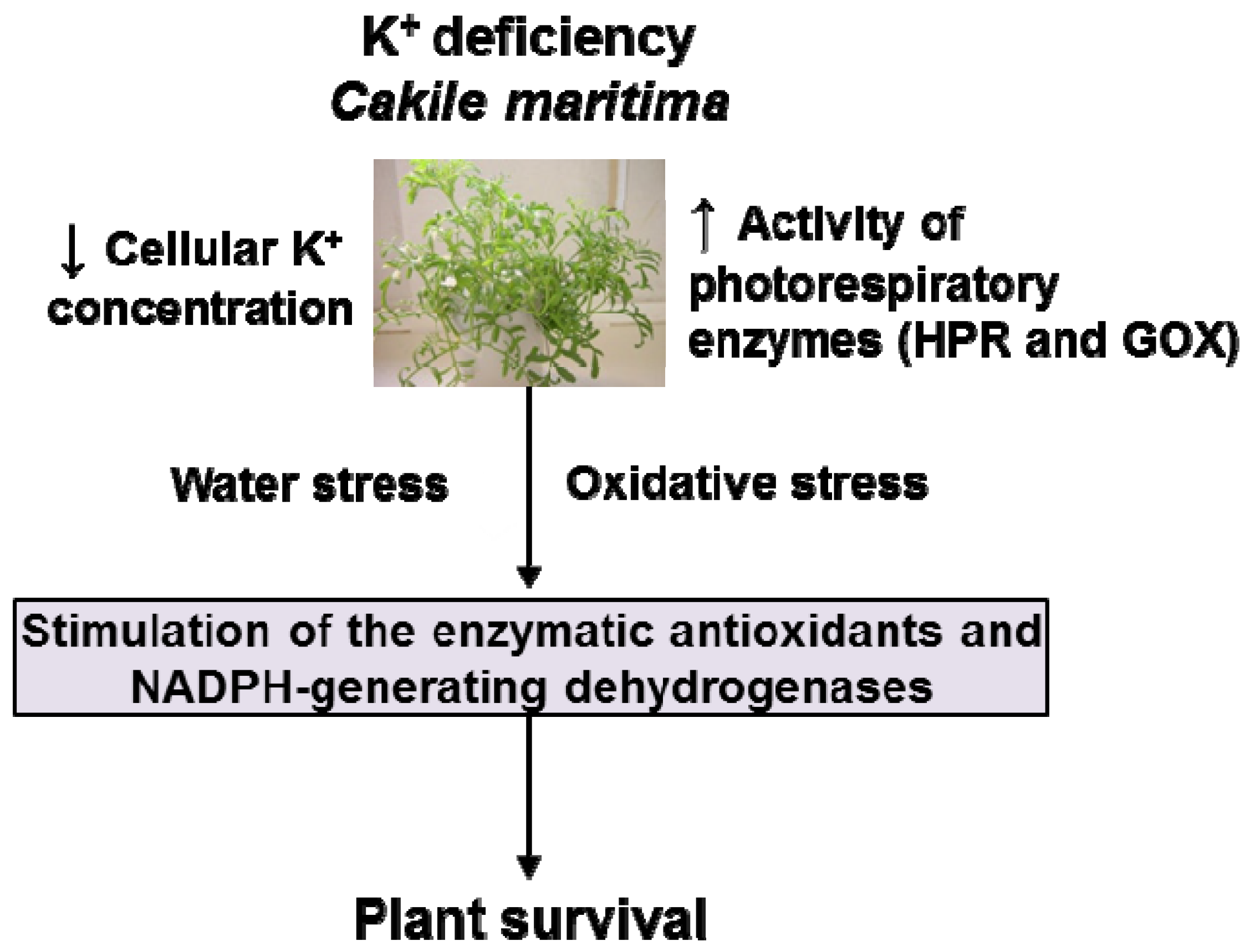 Antioxidants 11 00401 g008 Antioxidants 11 00401 g008