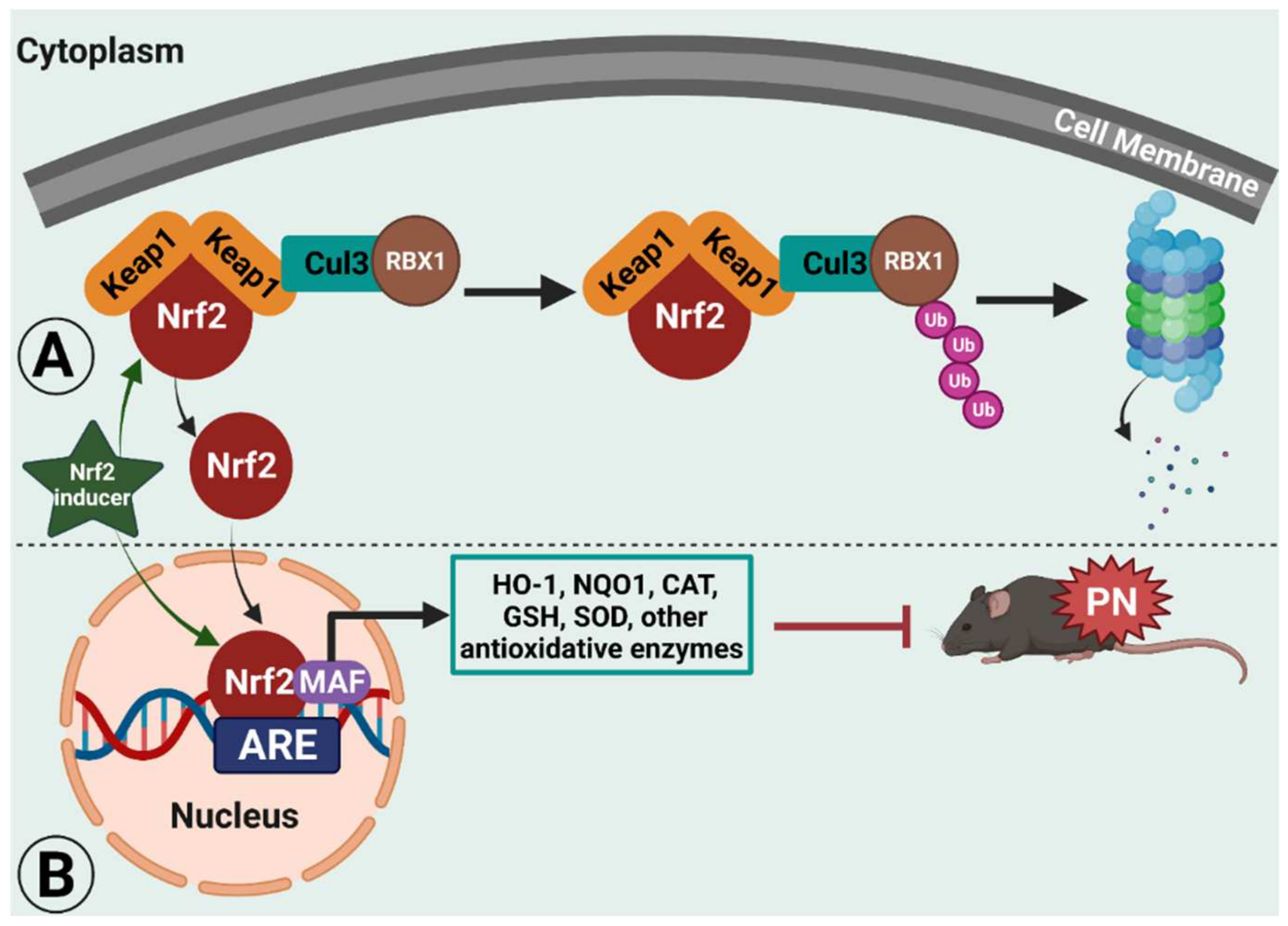 Antioxidants | Free Full-Text | The Effects of Nuclear Factor Erythroid 2  (NFE2)-Related Factor 2 (Nrf2) Activation in Preclinical Models of  Peripheral Neuropathic Pain
