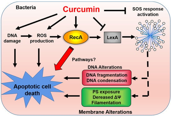 Encapsulation of curcumin in alginate microbeads (AMB) for control