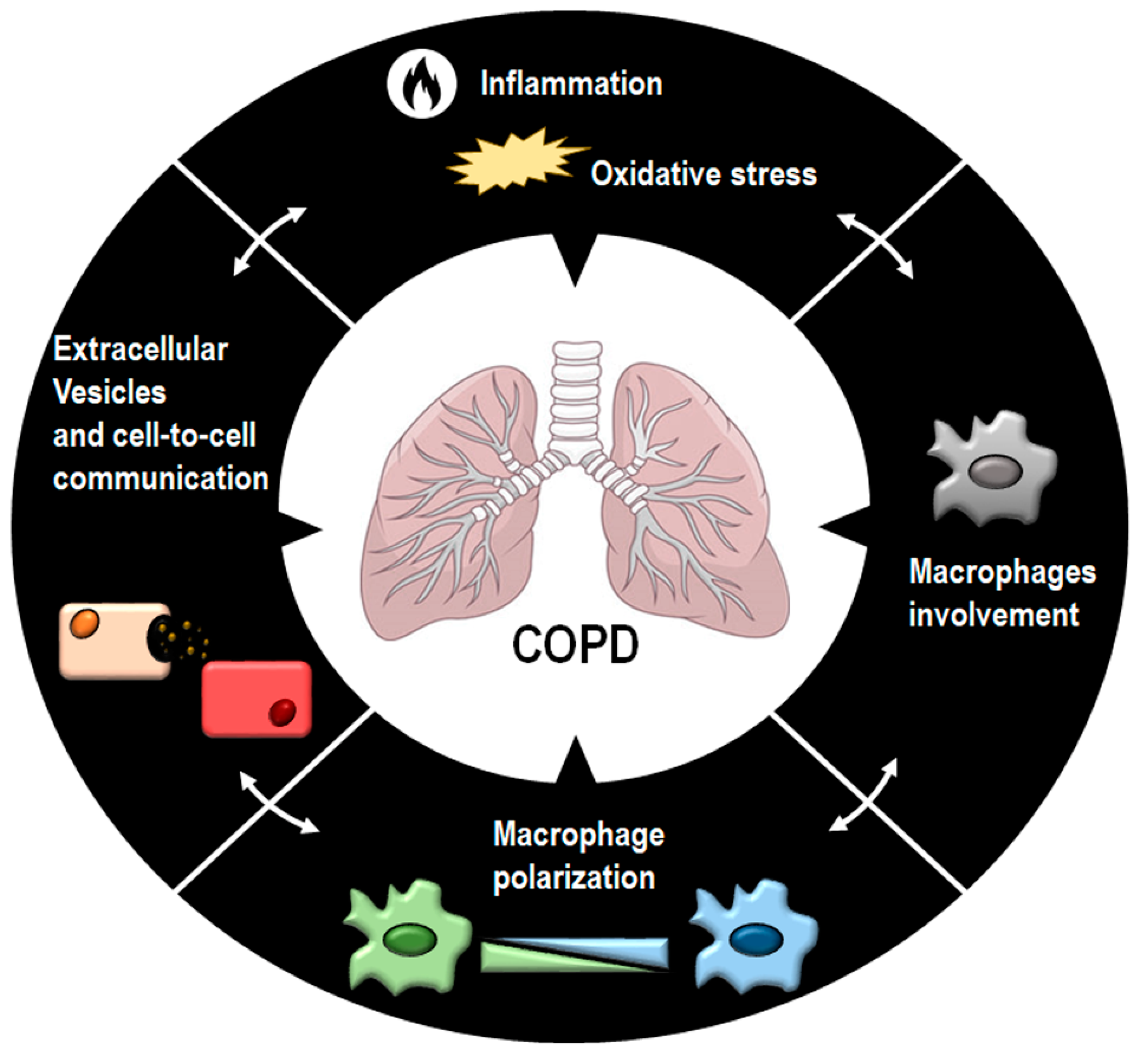 Antioxidants | Free Full-Text | The Emerging Role of Macrophages in Chronic  Obstructive Pulmonary Disease: The Potential Impact of Oxidative Stress and  Extracellular Vesicle on Macrophage Polarization and Function