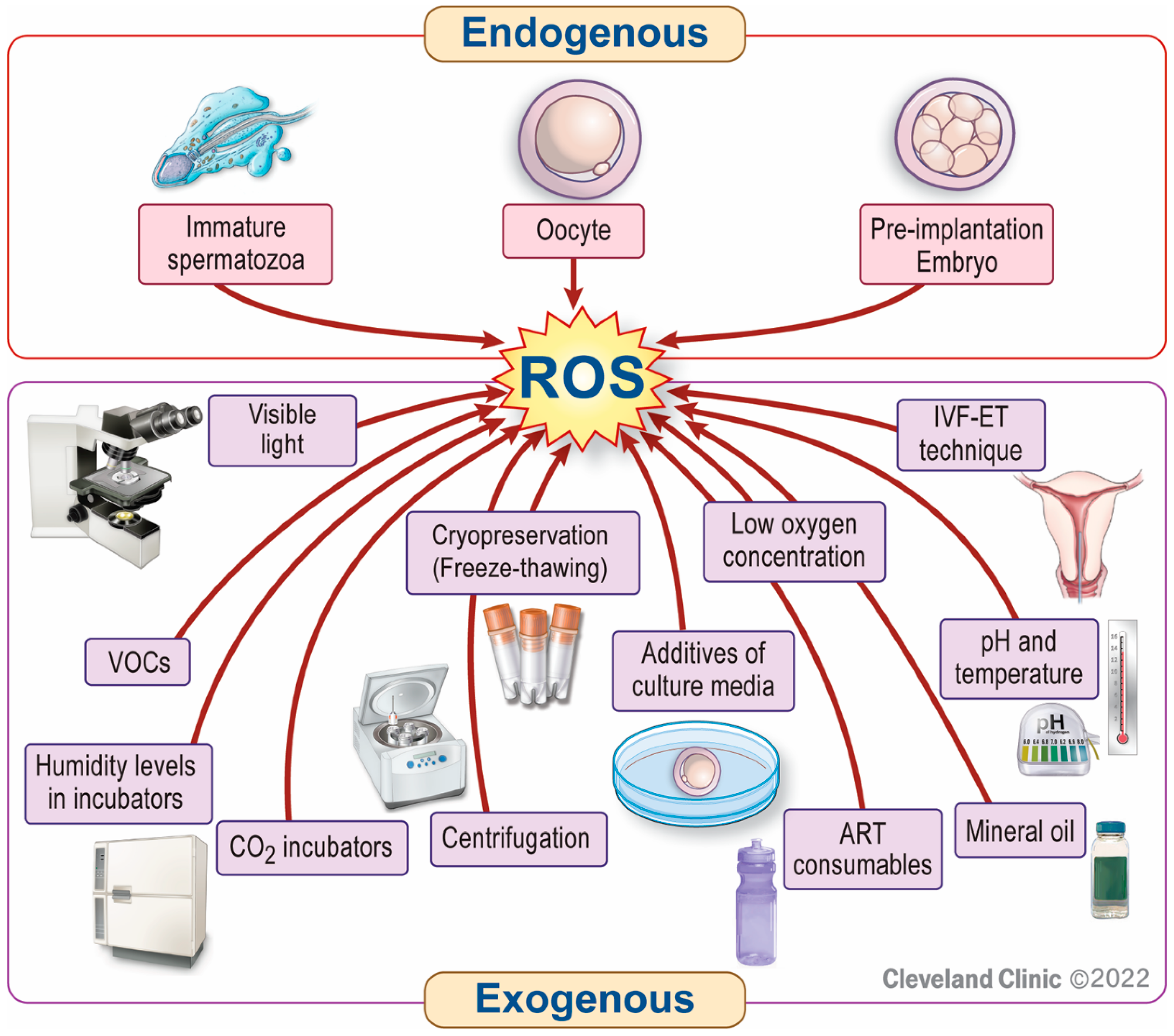 Antioxidants | Free Full-Text | Oxidative Stress and Assisted Reproduction:  A Comprehensive Review of Its Pathophysiological Role and Strategies for  Optimizing Embryo Culture Environment
