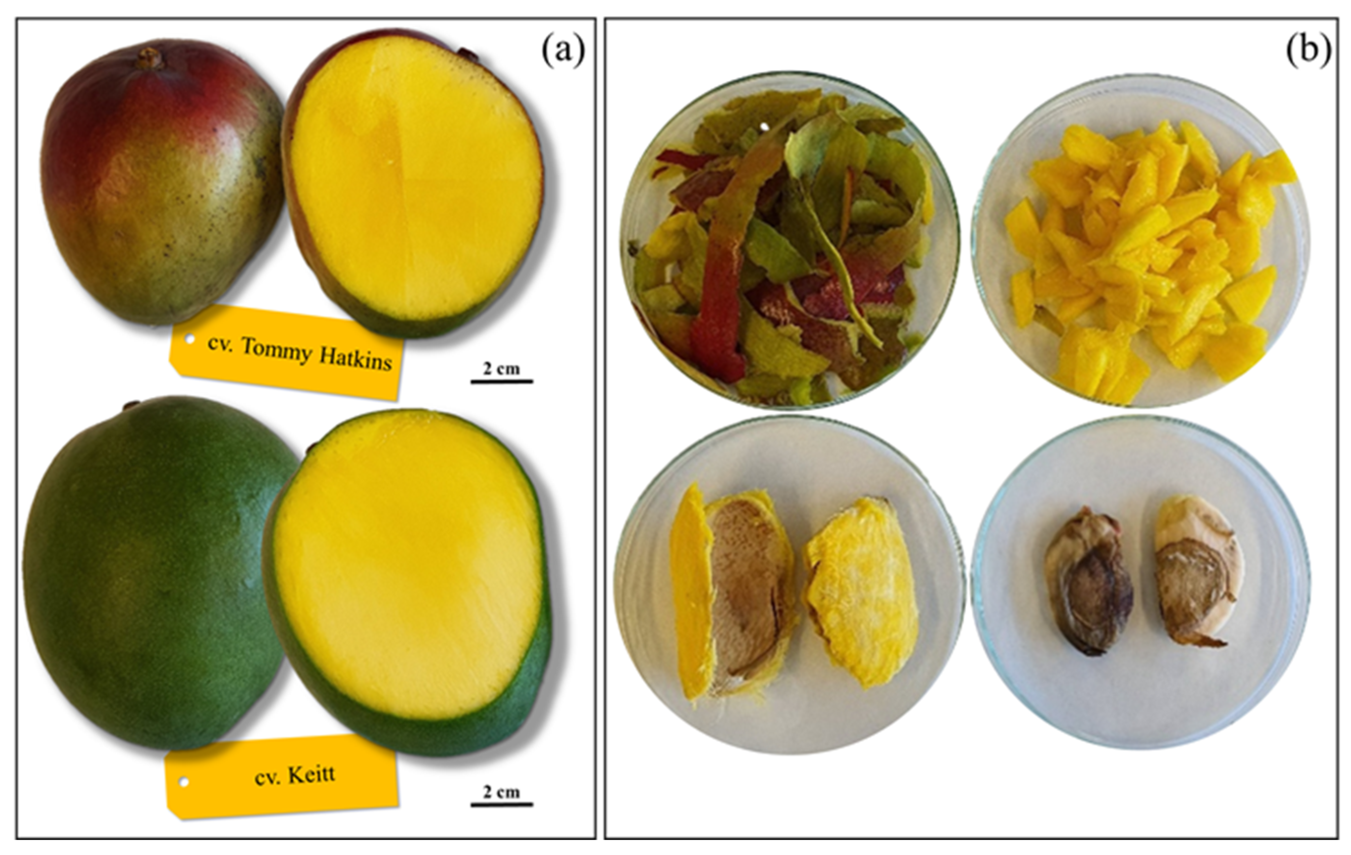 Antioxidants | Free Full-Text | Bioactive Compounds and Antioxidant  Activities in Different Fractions of Mango Fruits (Mangifera indica L.,  Cultivar Tommy Atkins and Keitt) | HTML