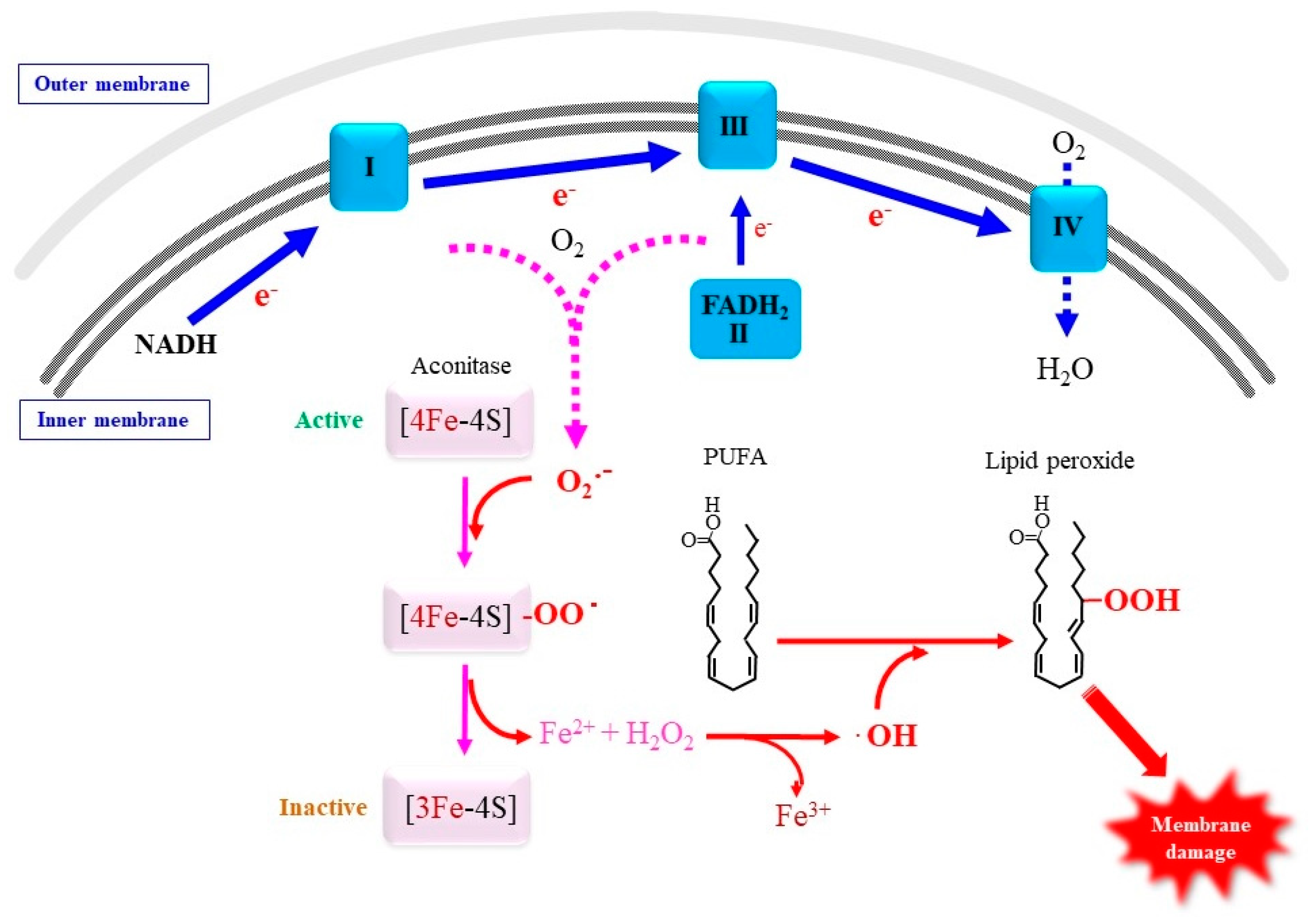 Antioxidants 11 00501 g003