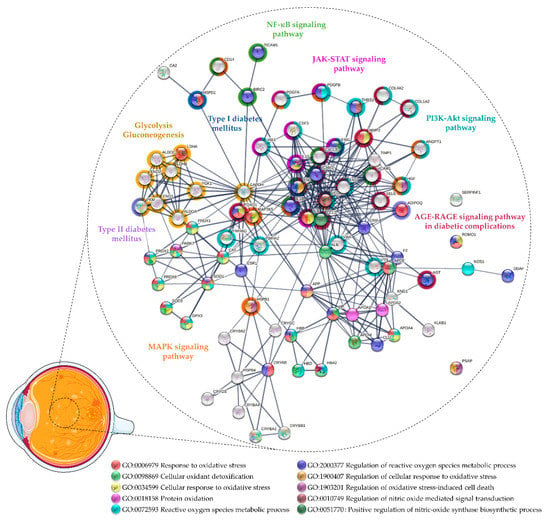 Antioxidants | Free Full-Text | Vitreous Humor Proteome: Targeting  Oxidative Stress, Inflammation, and Neurodegeneration in Vitreoretinal  Diseases