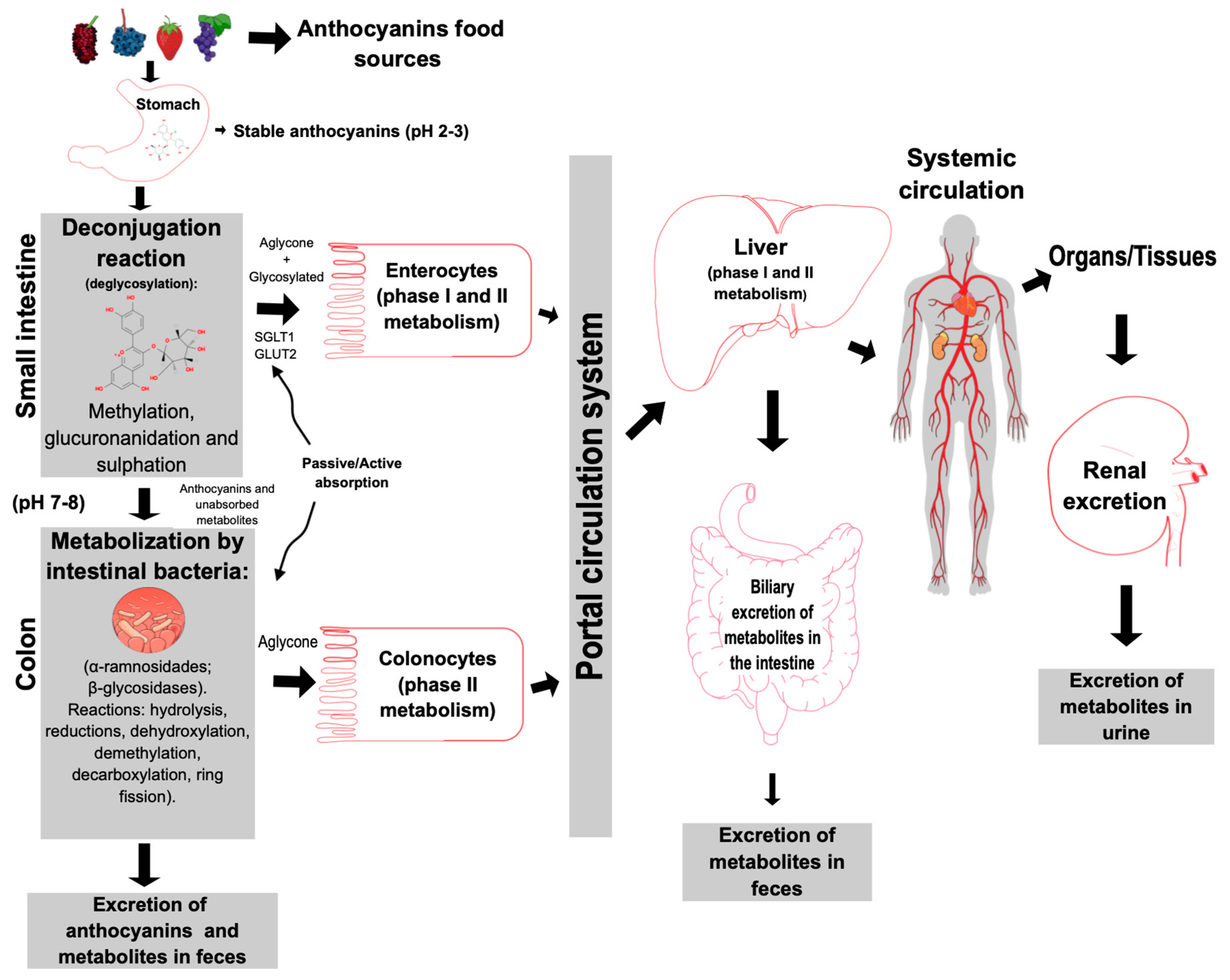 Antioxidants | Free Full-Text | Nanotechnology as a Tool to Mitigate ...