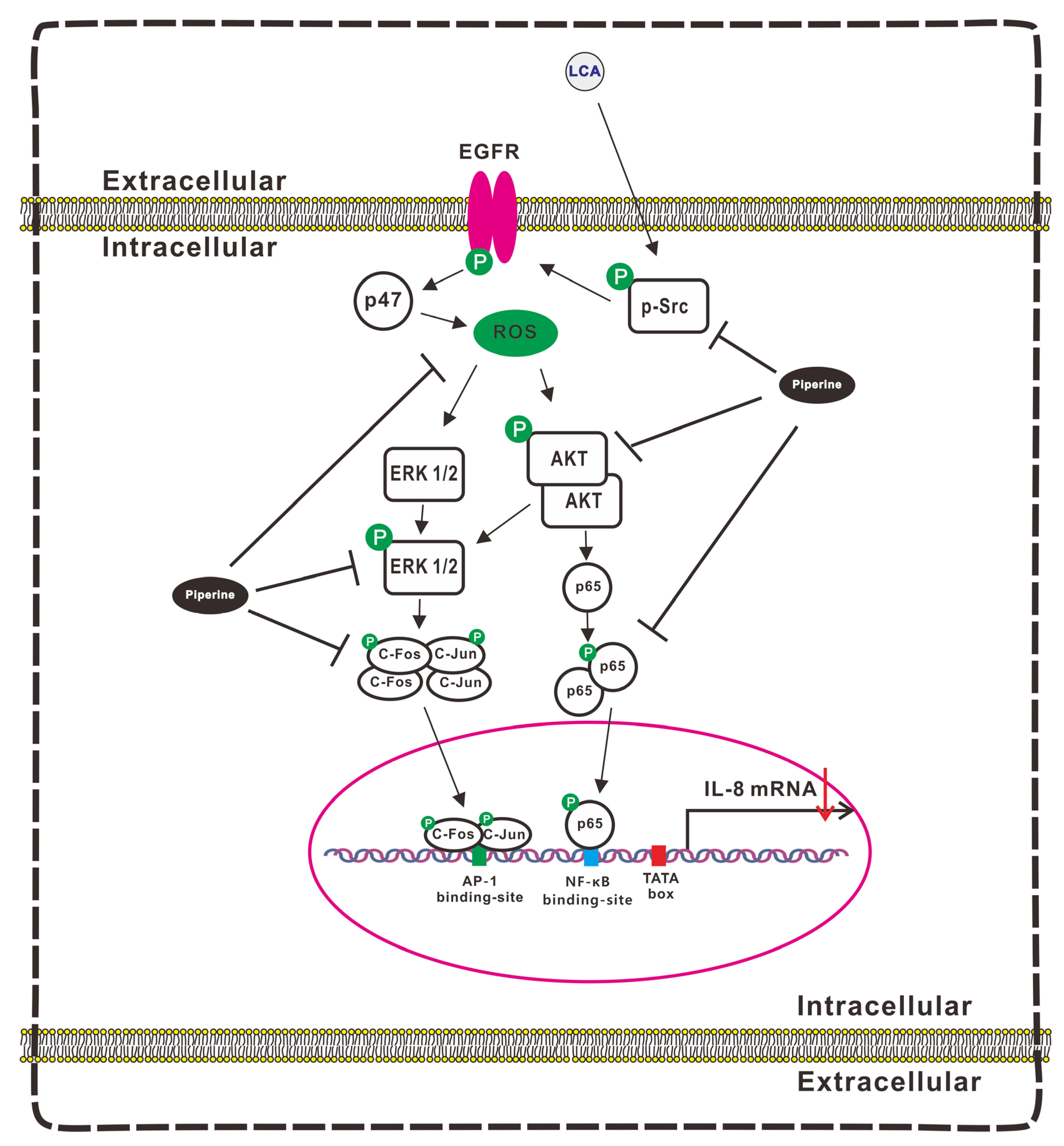 Antioxidants 11 00530 g007