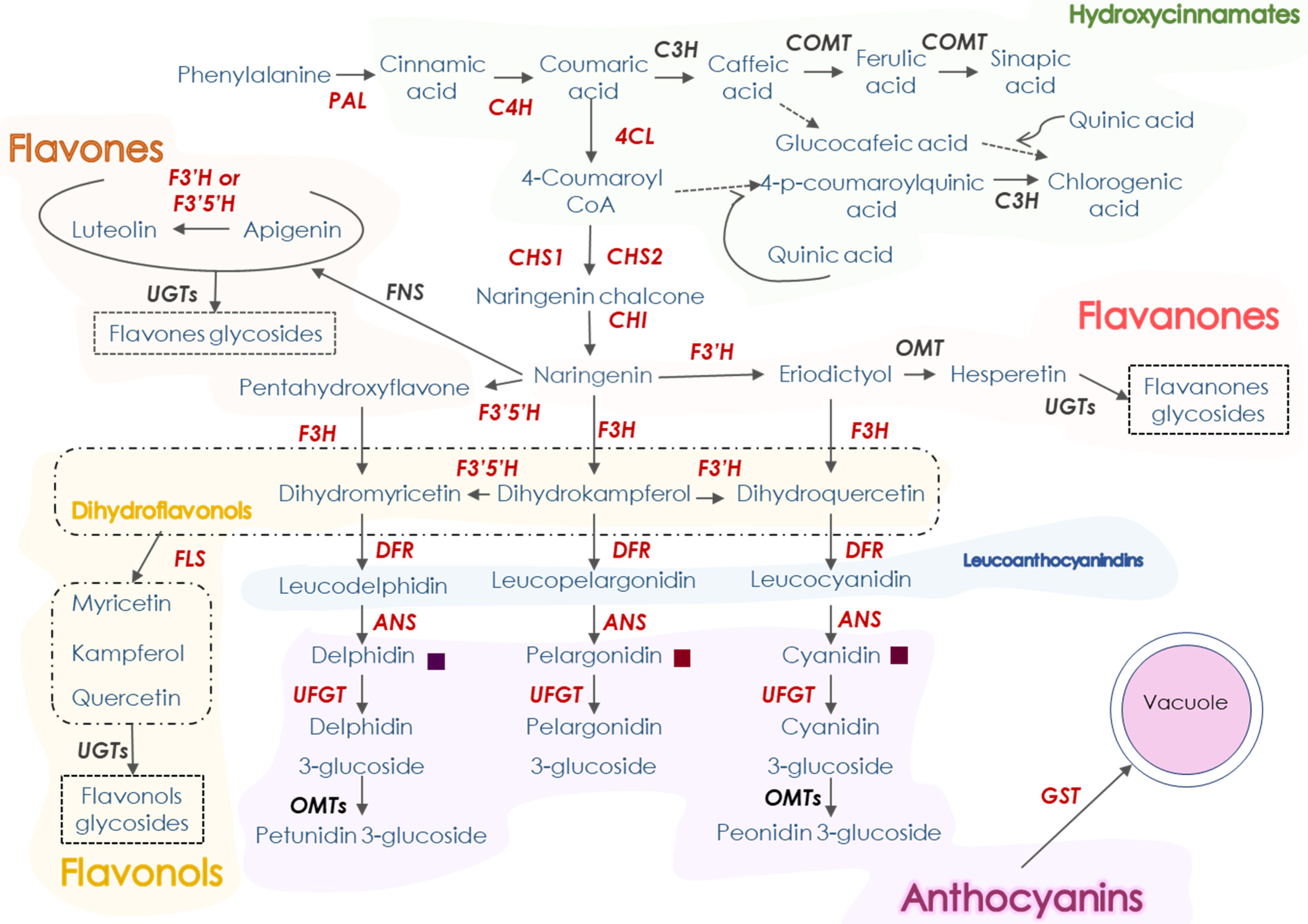 Full article: Blood orange (Citrus sinensis) as a rich source of  nutraceuticals: investigation of bioactive compounds in different parts of  the fruit by HPLC-PDA/MS