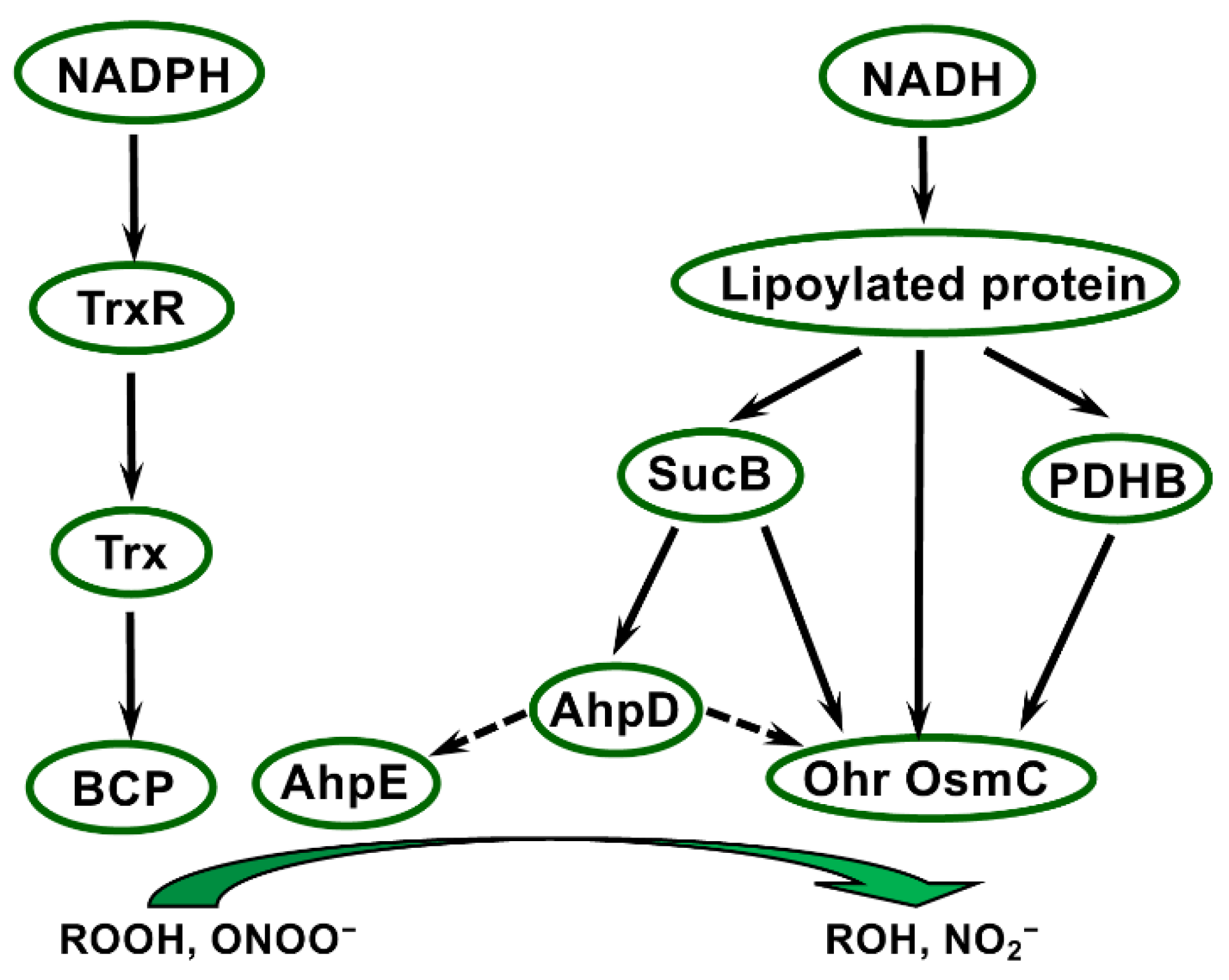 Antioxidants 11 00561 g003