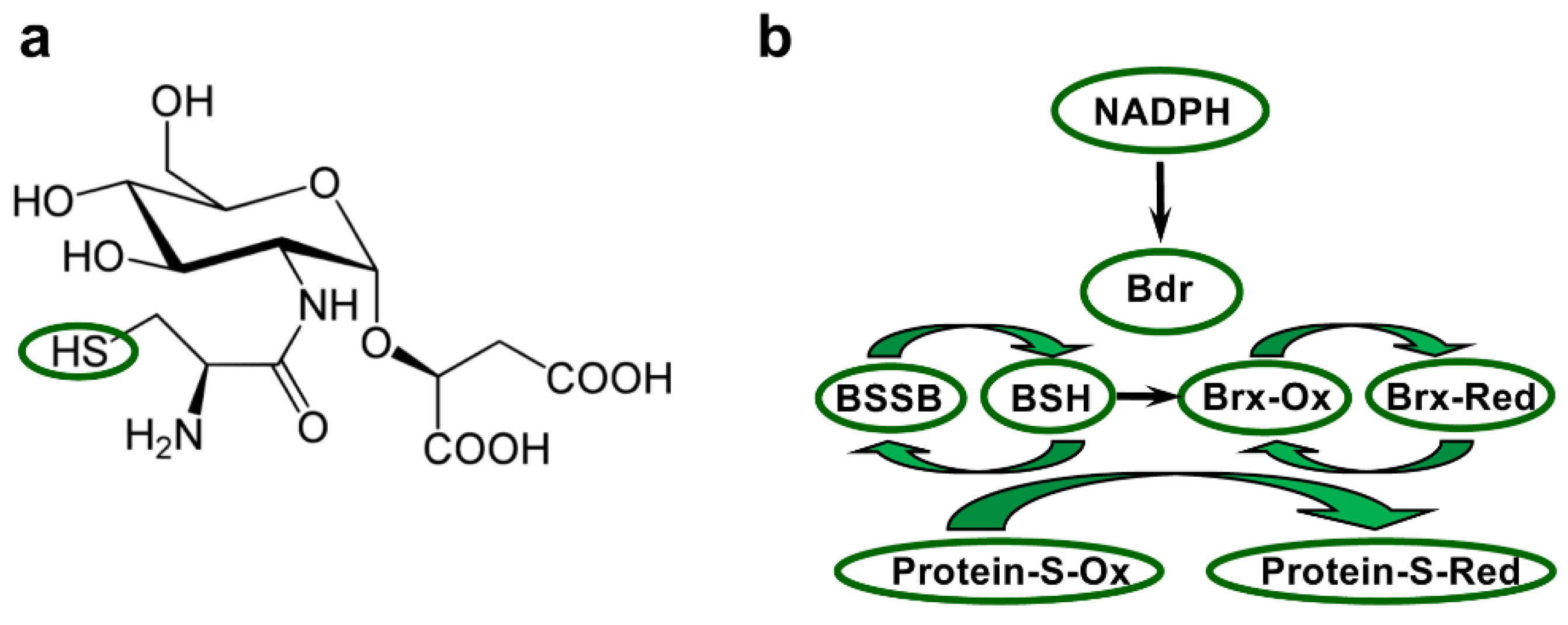Antioxidants 11 00561 g004