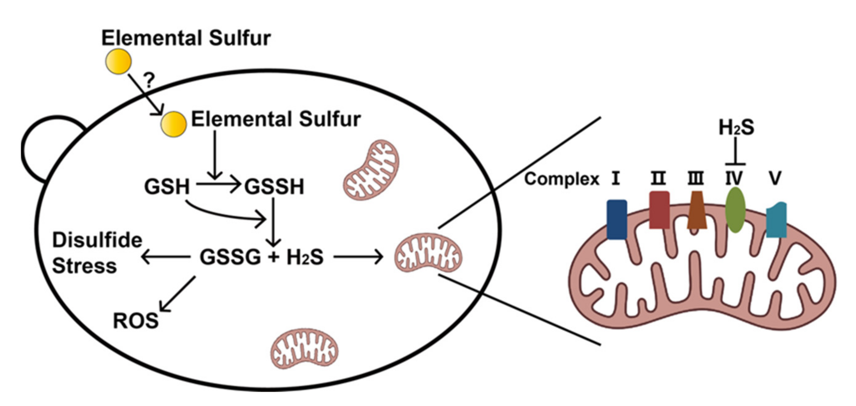 Antioxidants 11 00576 g006