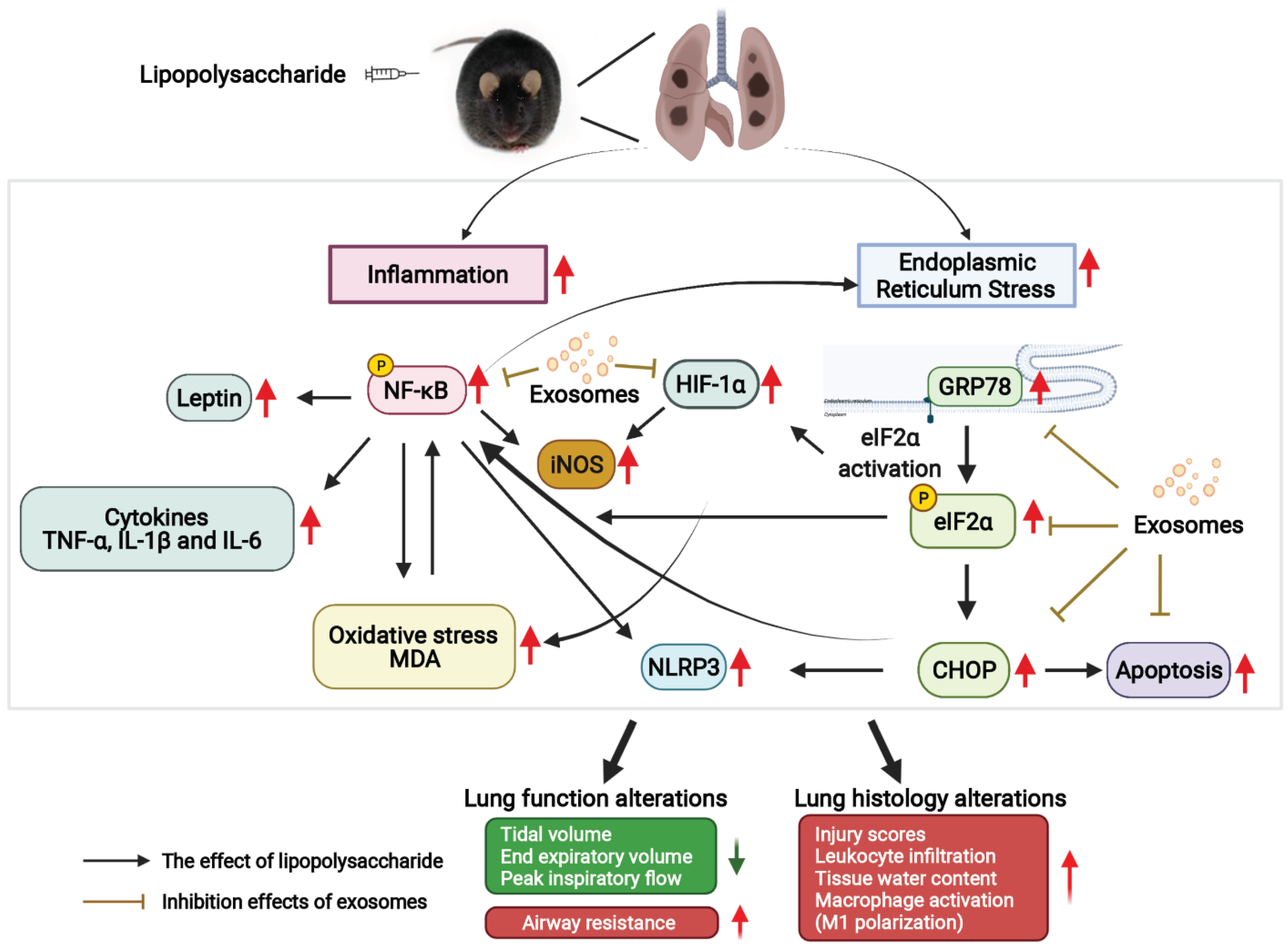 Antioxidants 11 00615 g007