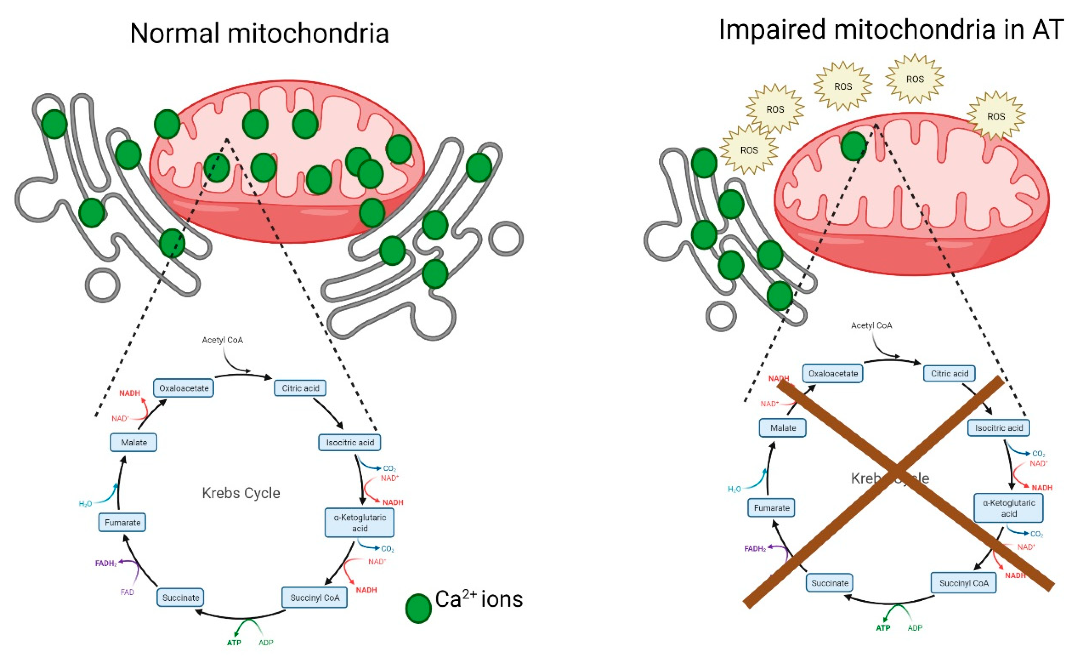 Antioxidants 11 00653 g005