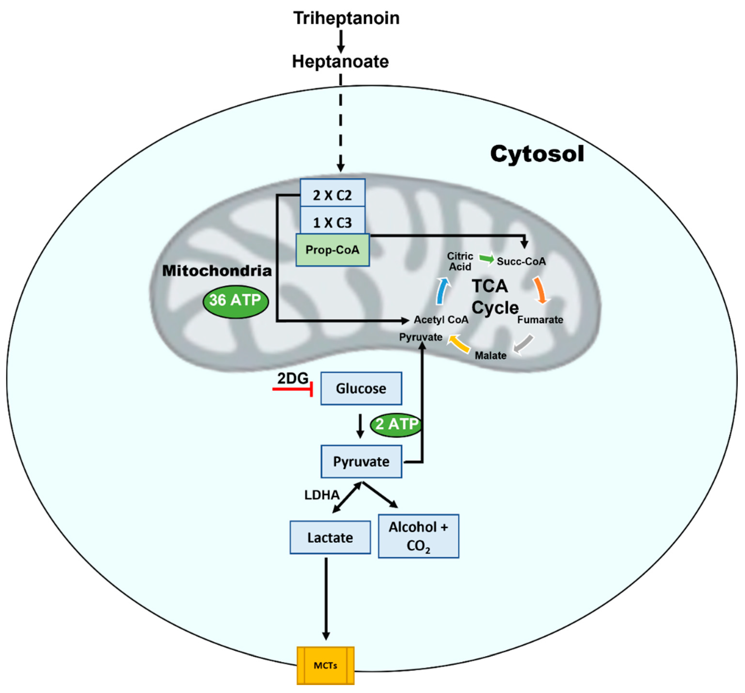 Antioxidants 11 00653 g006