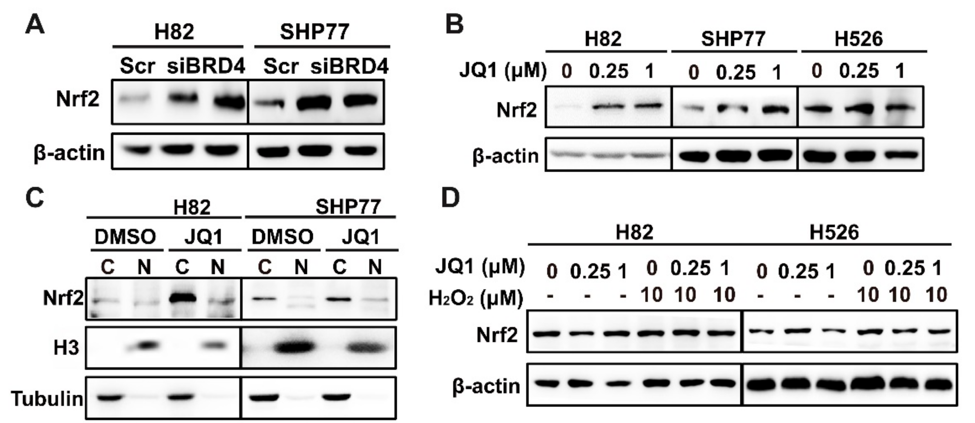 Antioxidants 11 00661 g004a Antioxidants 11 00661 g004a