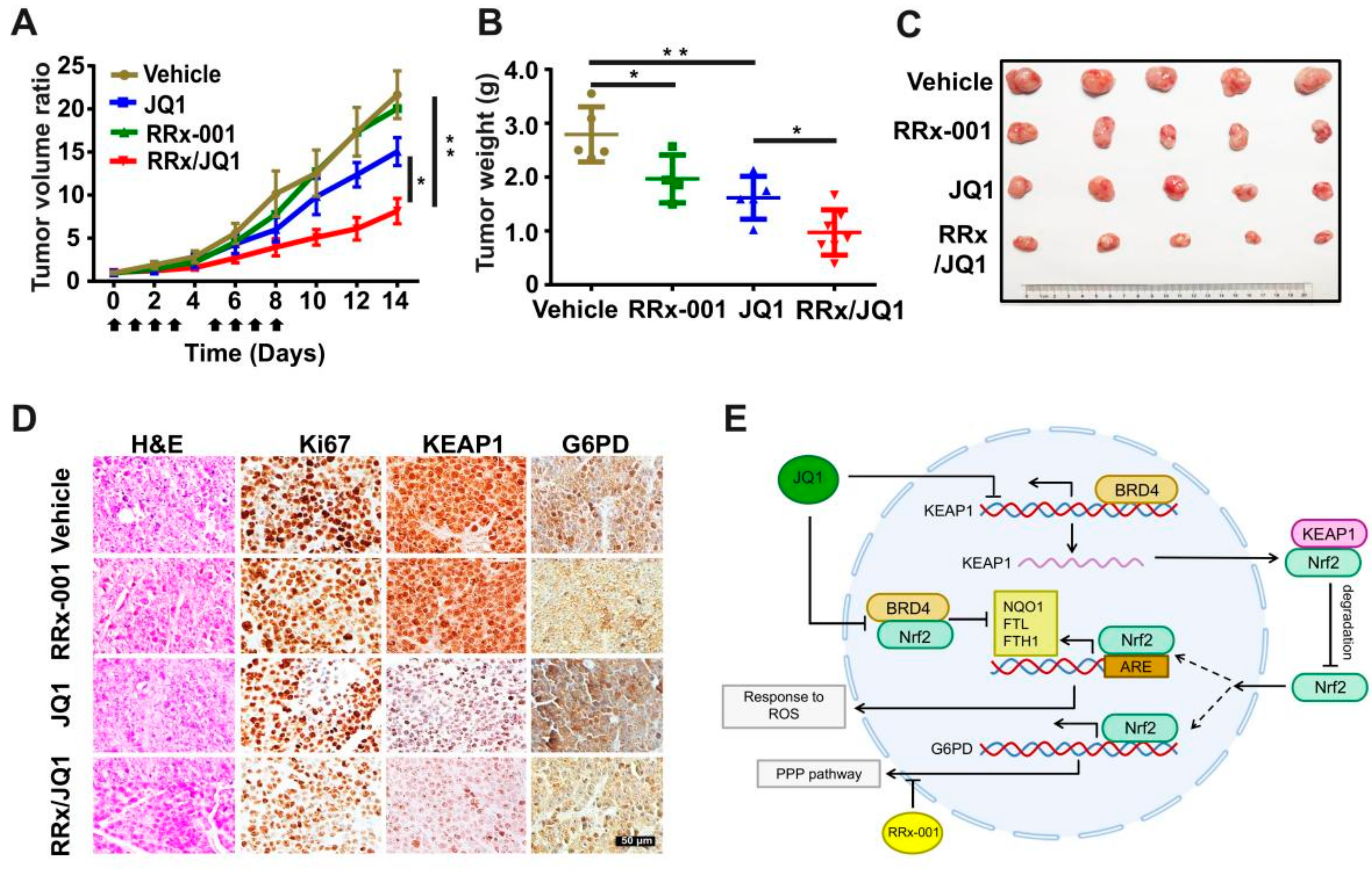 Antioxidants 11 00661 g006 Antioxidants 11 00661 g006