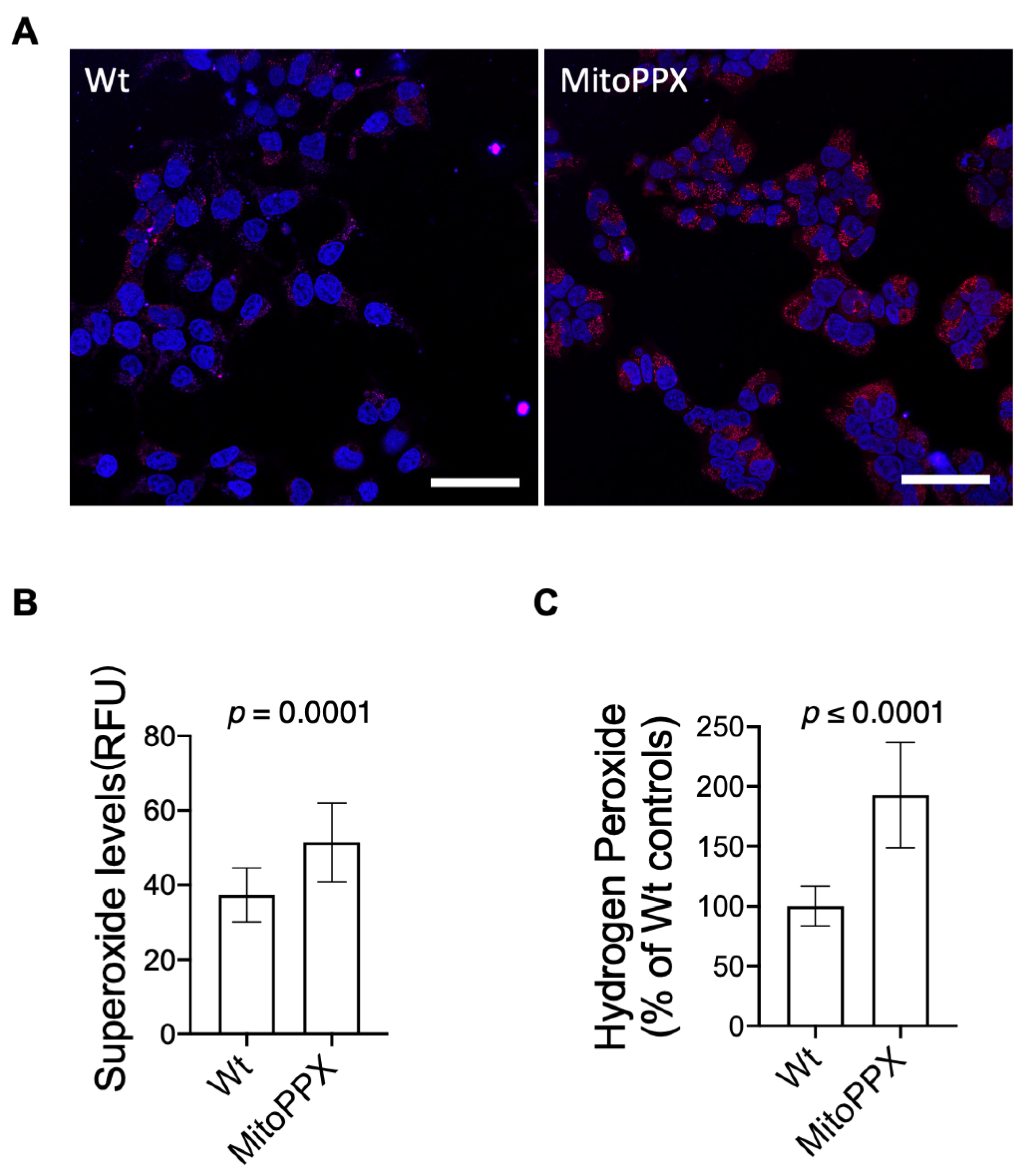 Antioxidants 11 00685 g002