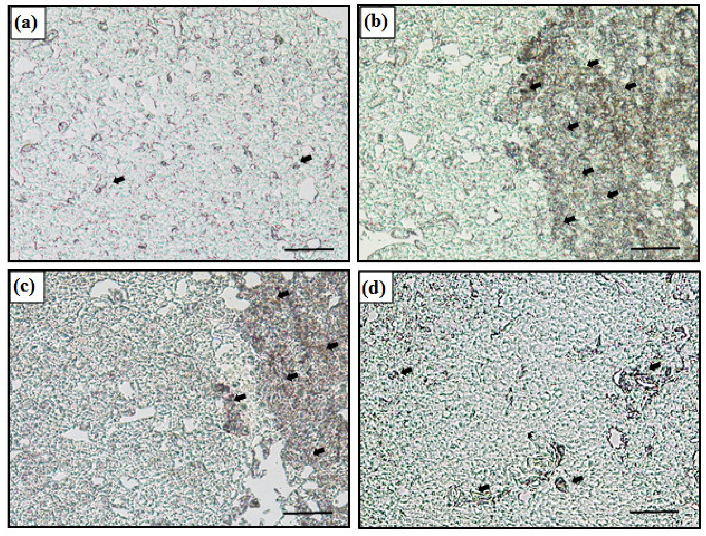 Antioxidants 11 00715 g002