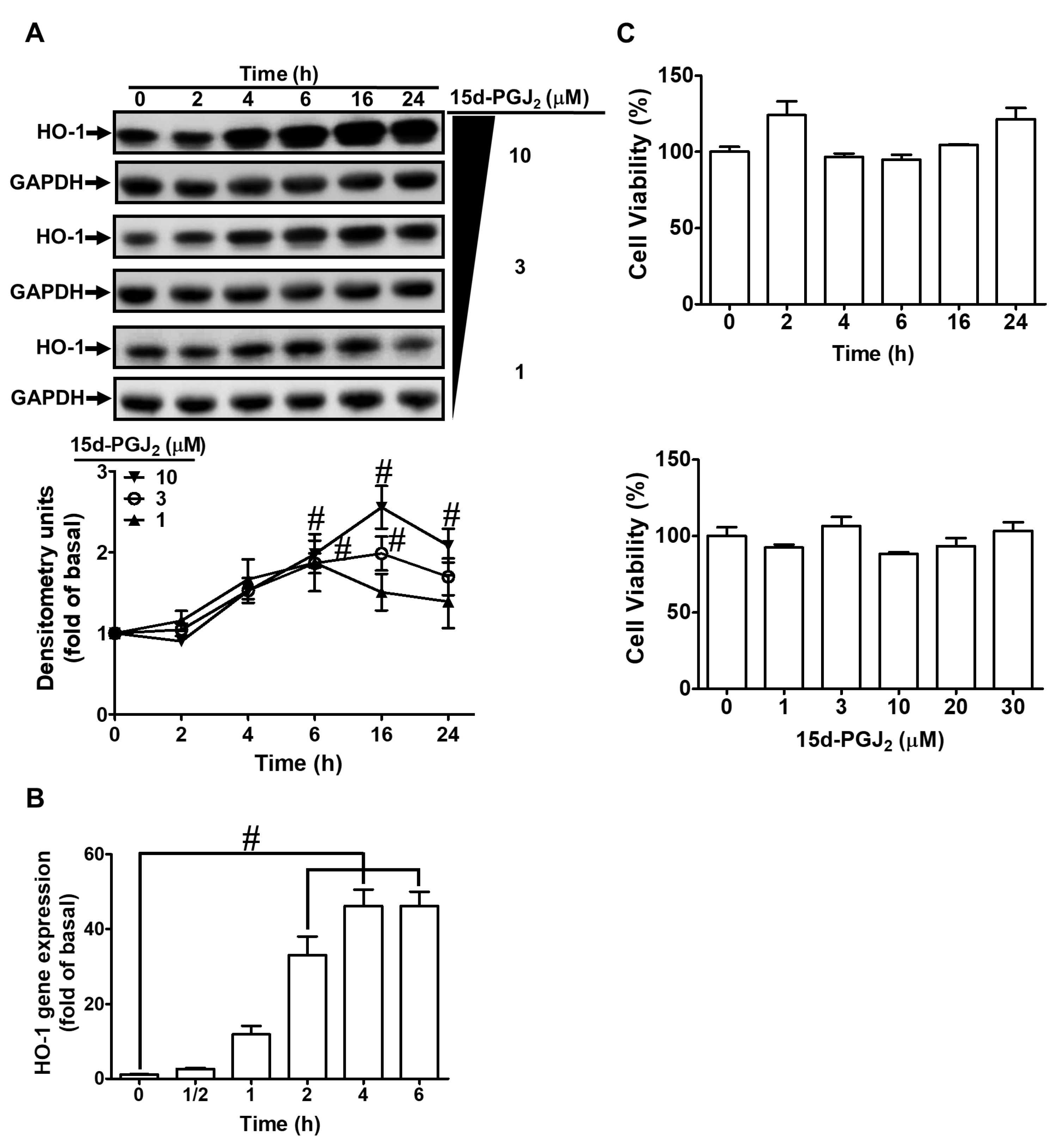 Recombinant Human NF-L Cat# PROT-r-NF-L – EnCor Biotechnology