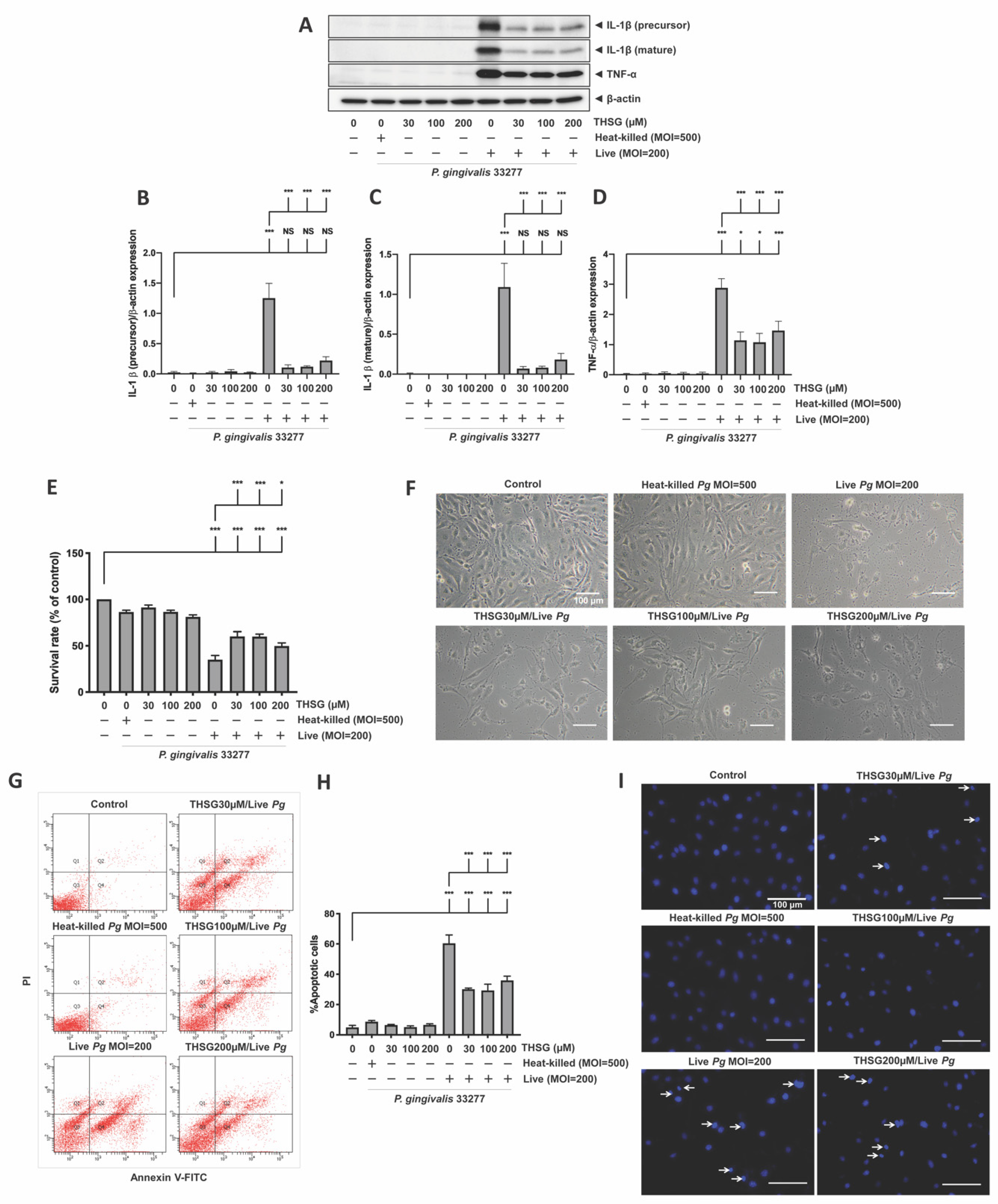 Antioxidants 11 00740 g005 Antioxidants 11 00740 g005