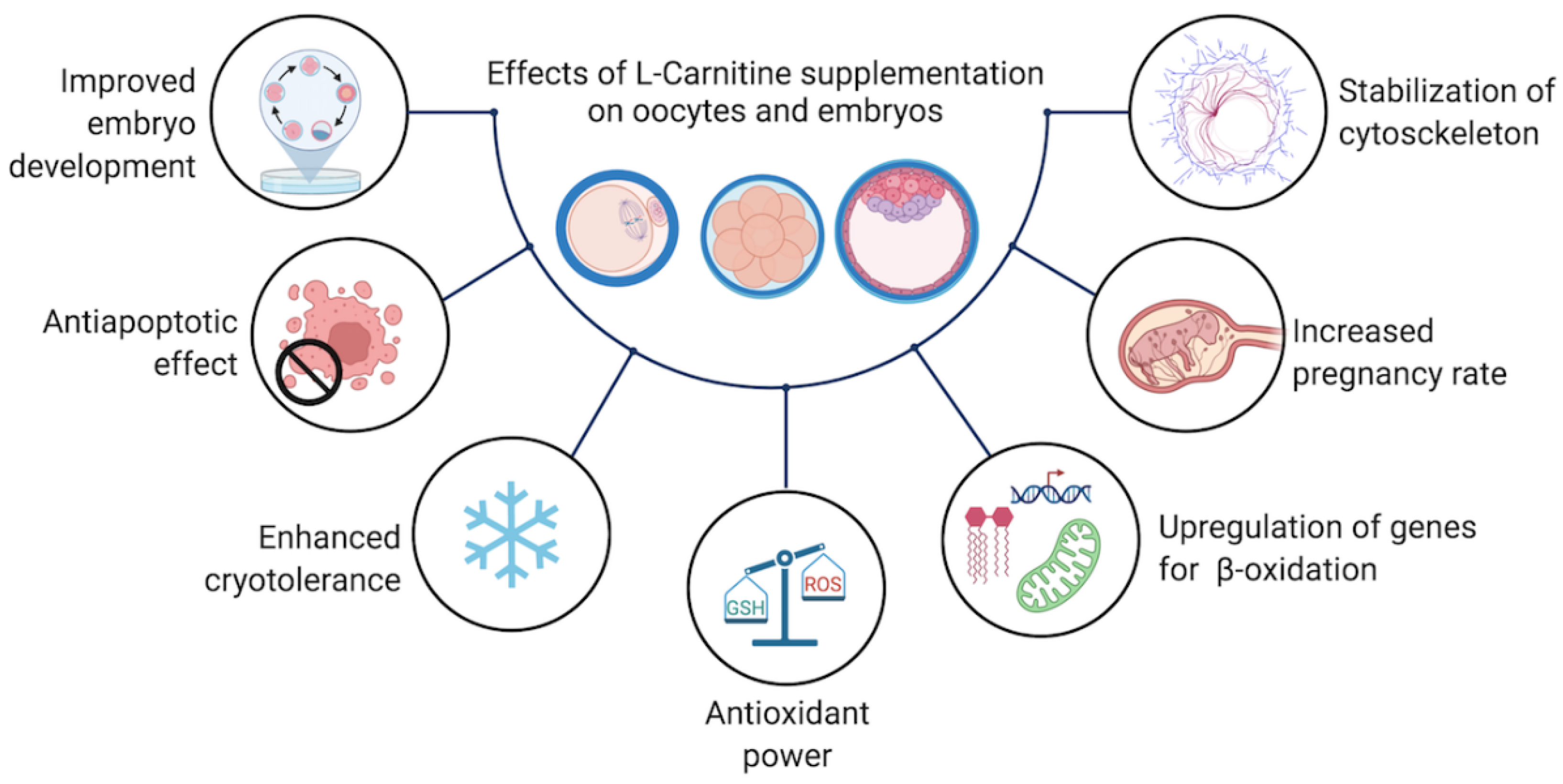 L-carnitine and antioxidant activity