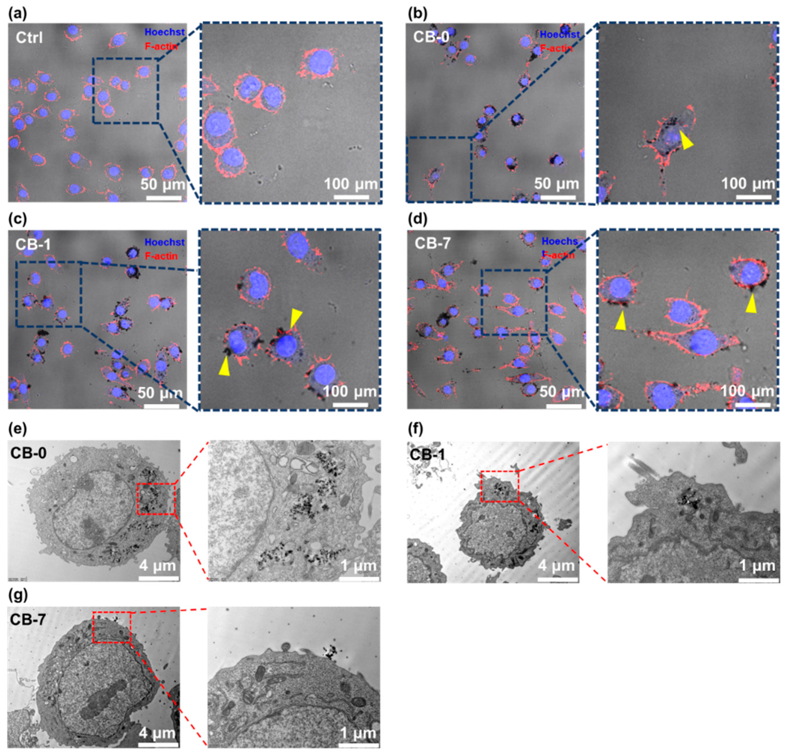 Antioxidants 11 00754 g004