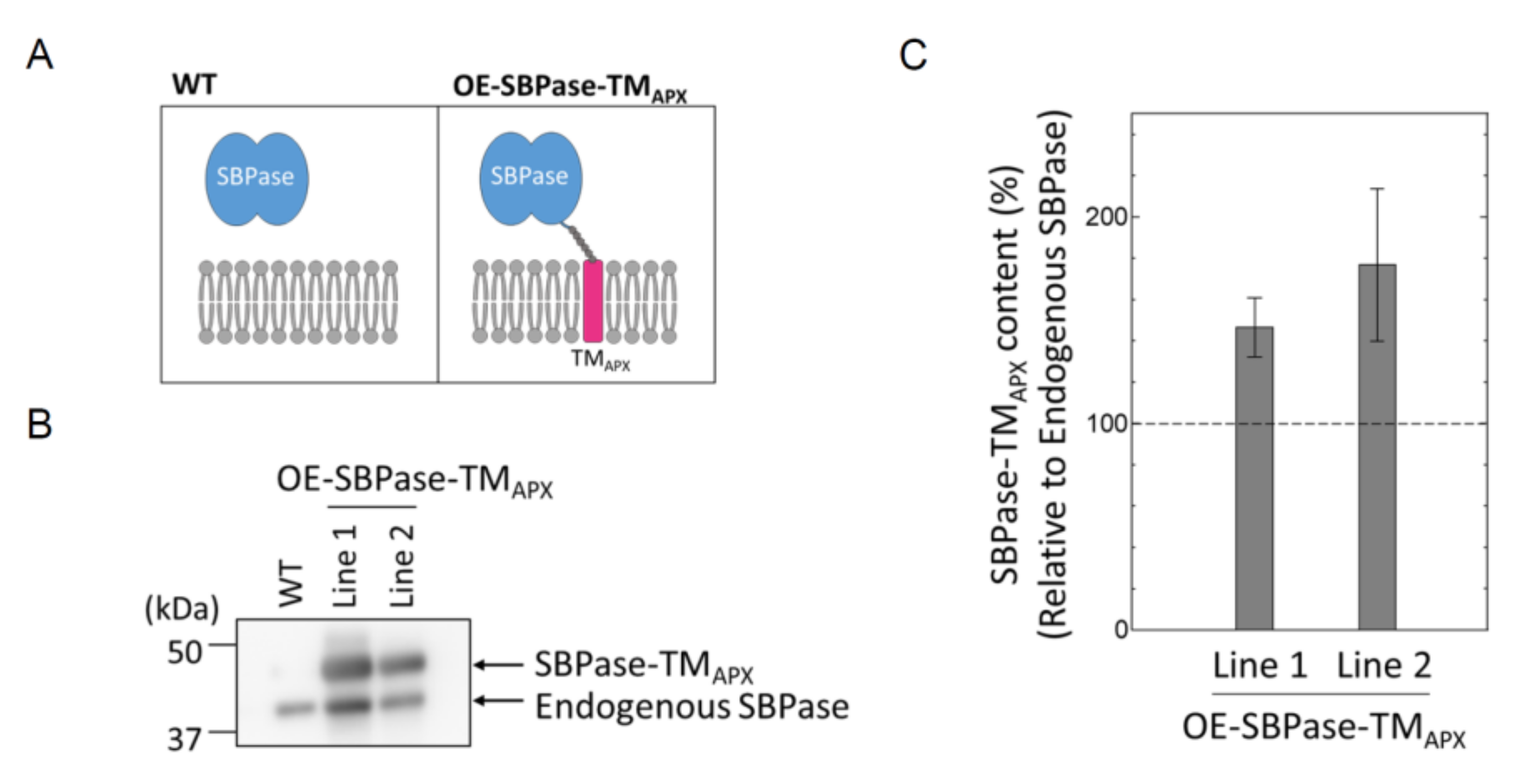 Antioxidants 11 00773 g001