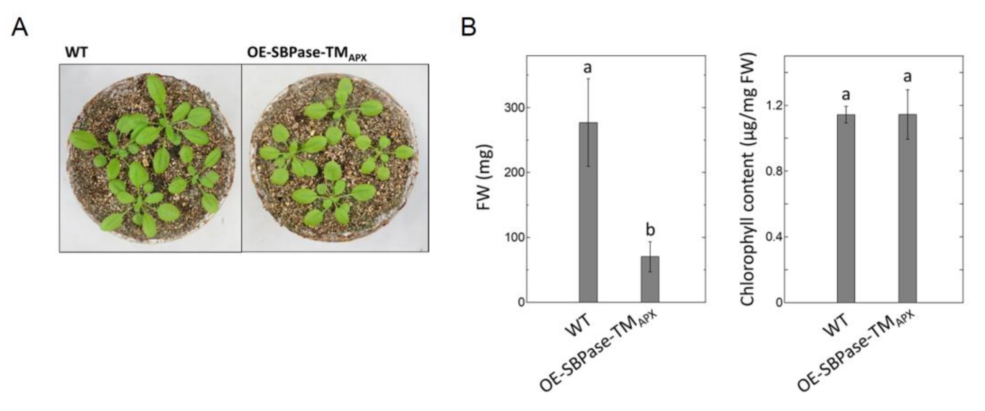 Antioxidants 11 00773 g002