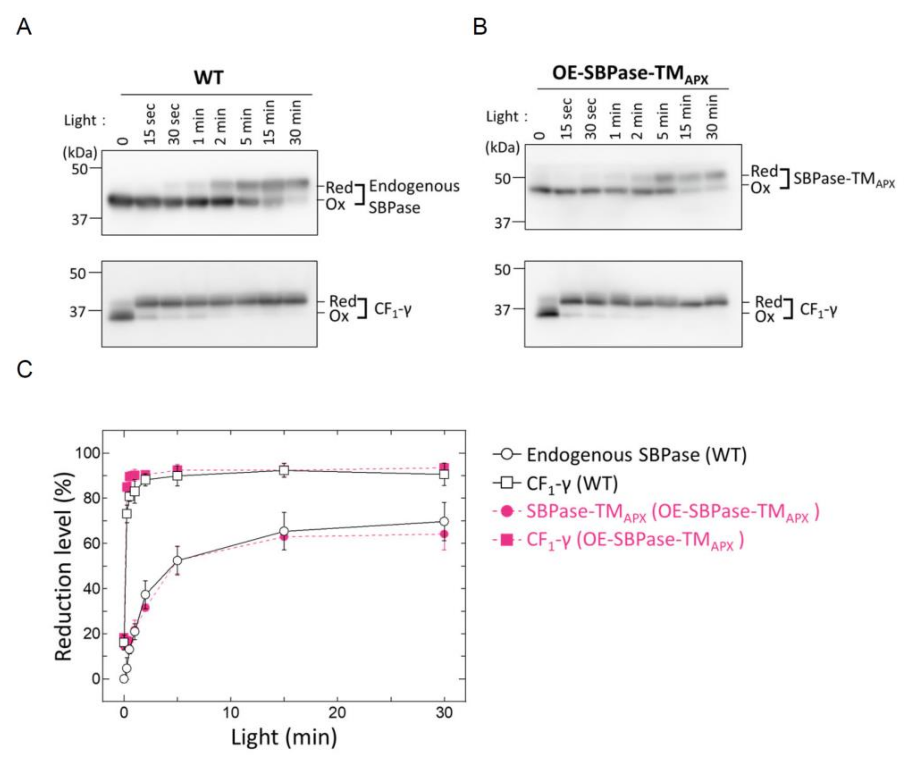 Antioxidants 11 00773 g004