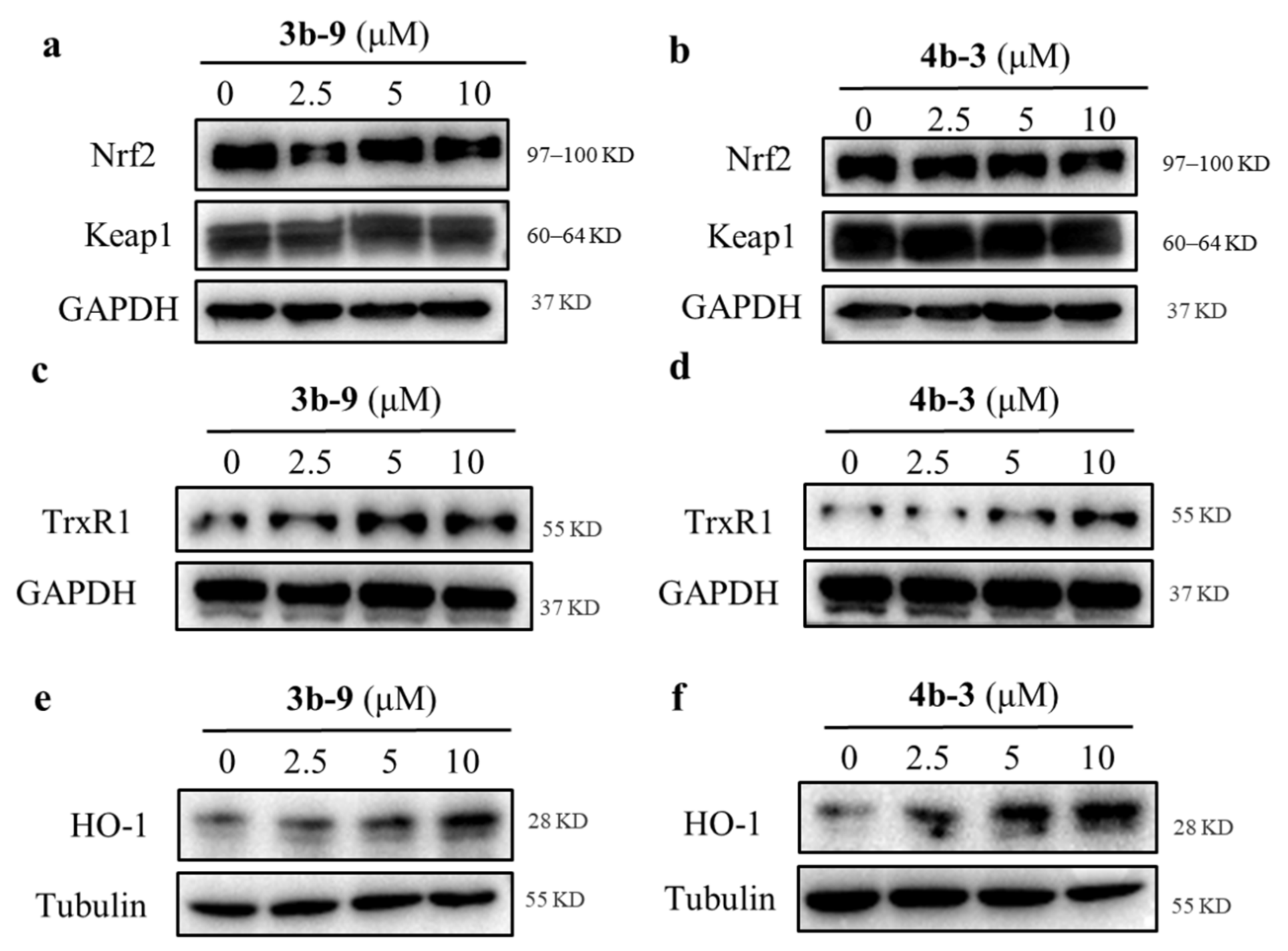 Antioxidants 11 00786 g005
