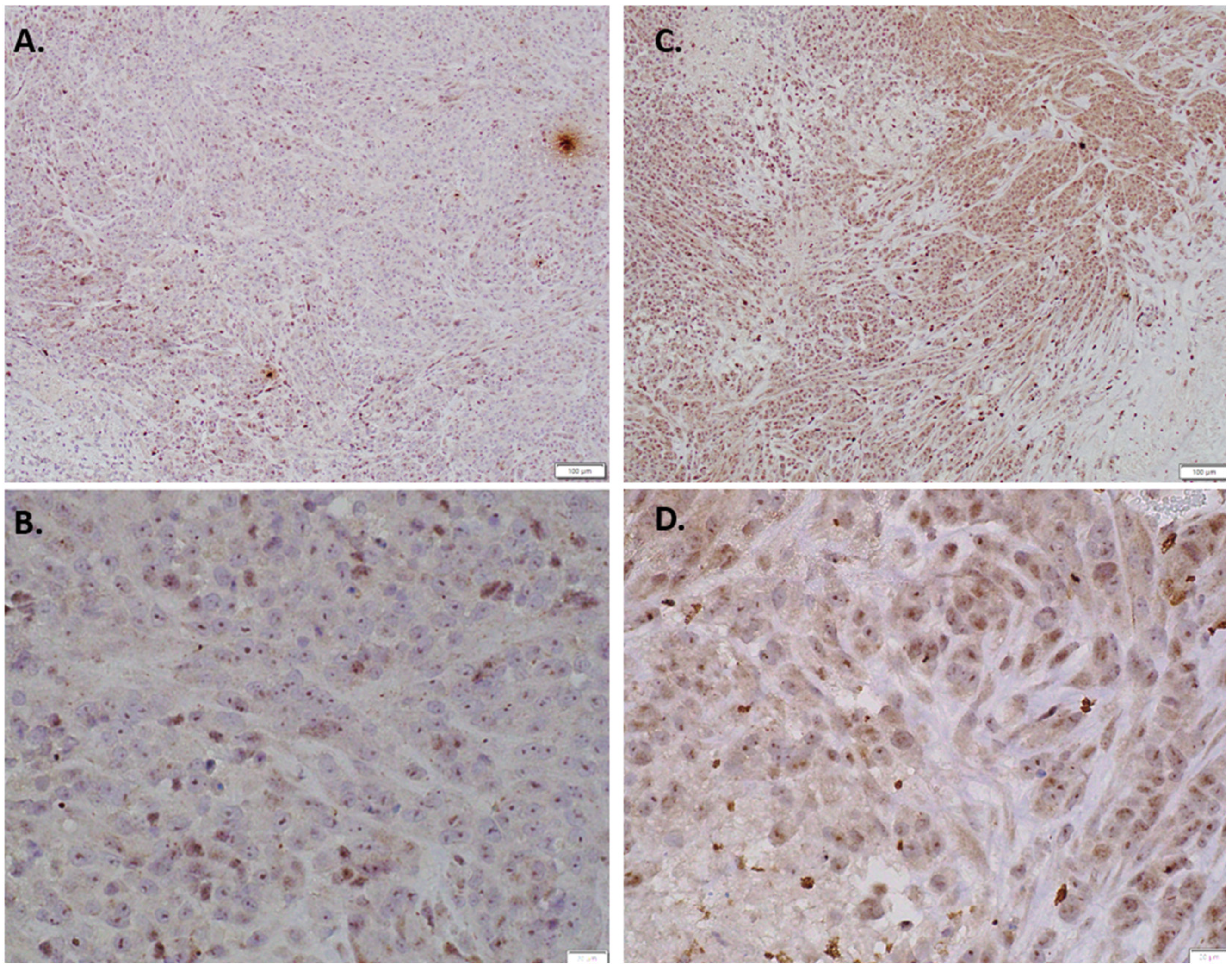 Antioxidants 11 00798 g004