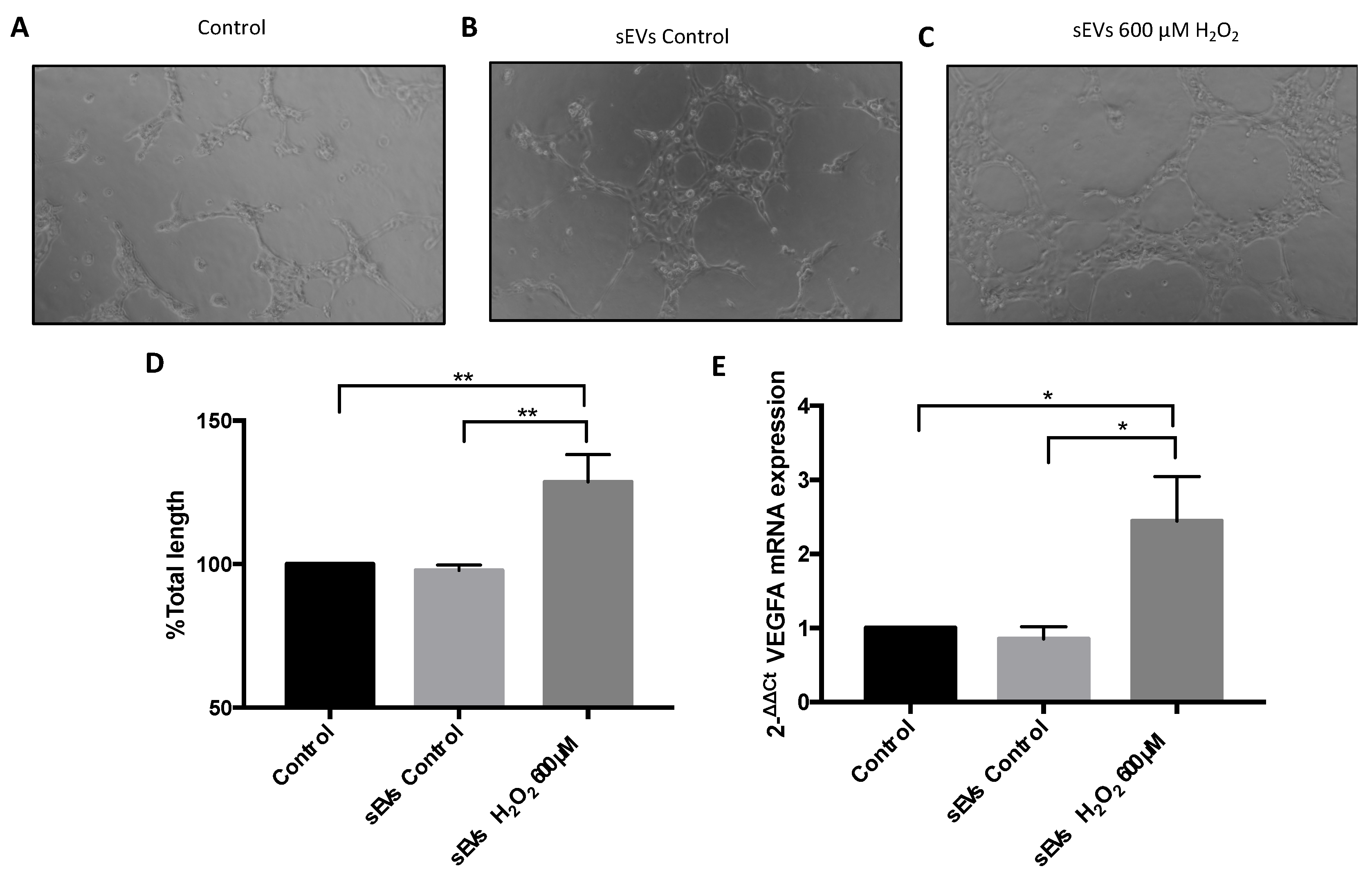 Antioxidants 11 00818 g005