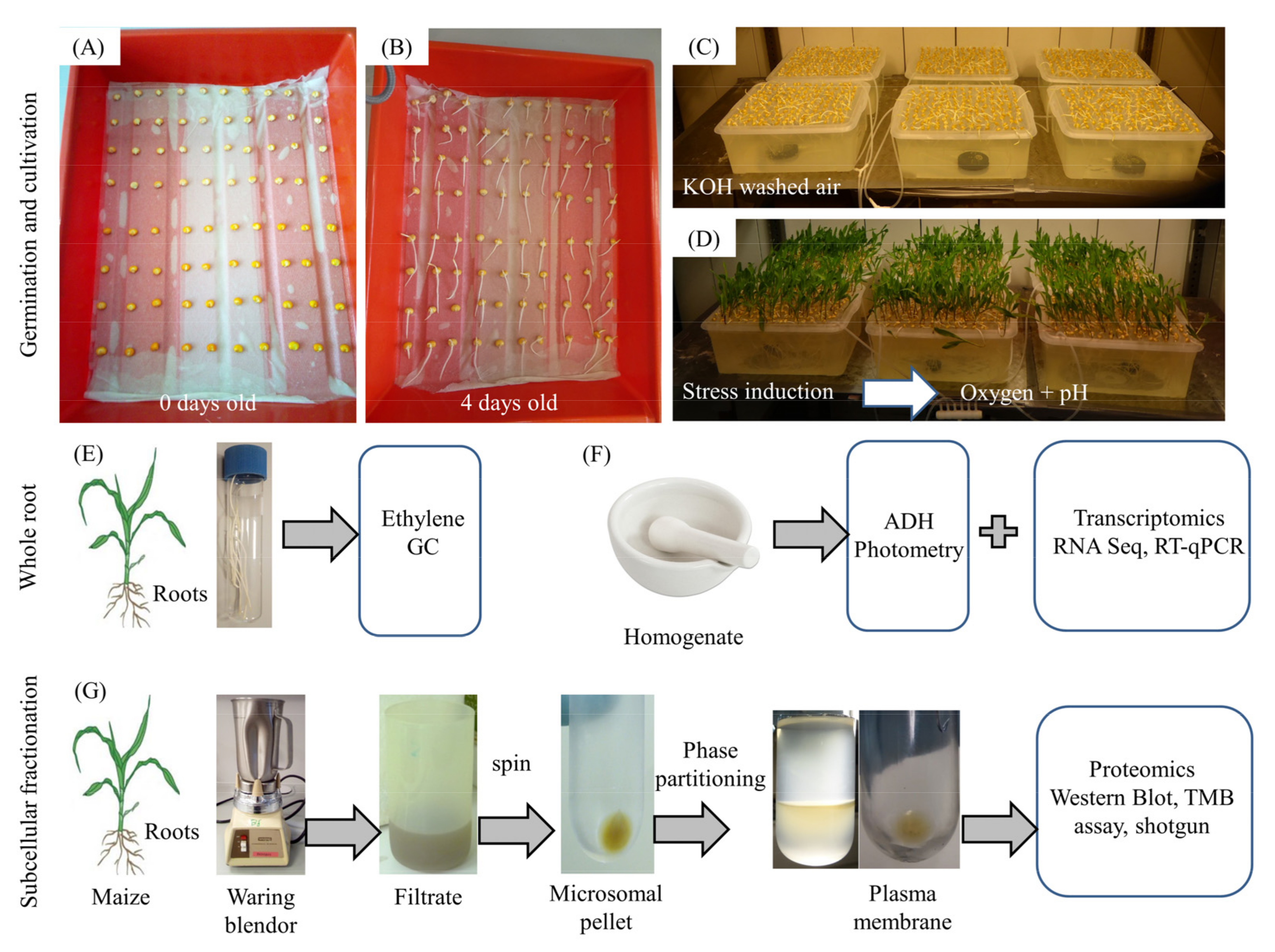 Antioxidants 11 00836 g001
