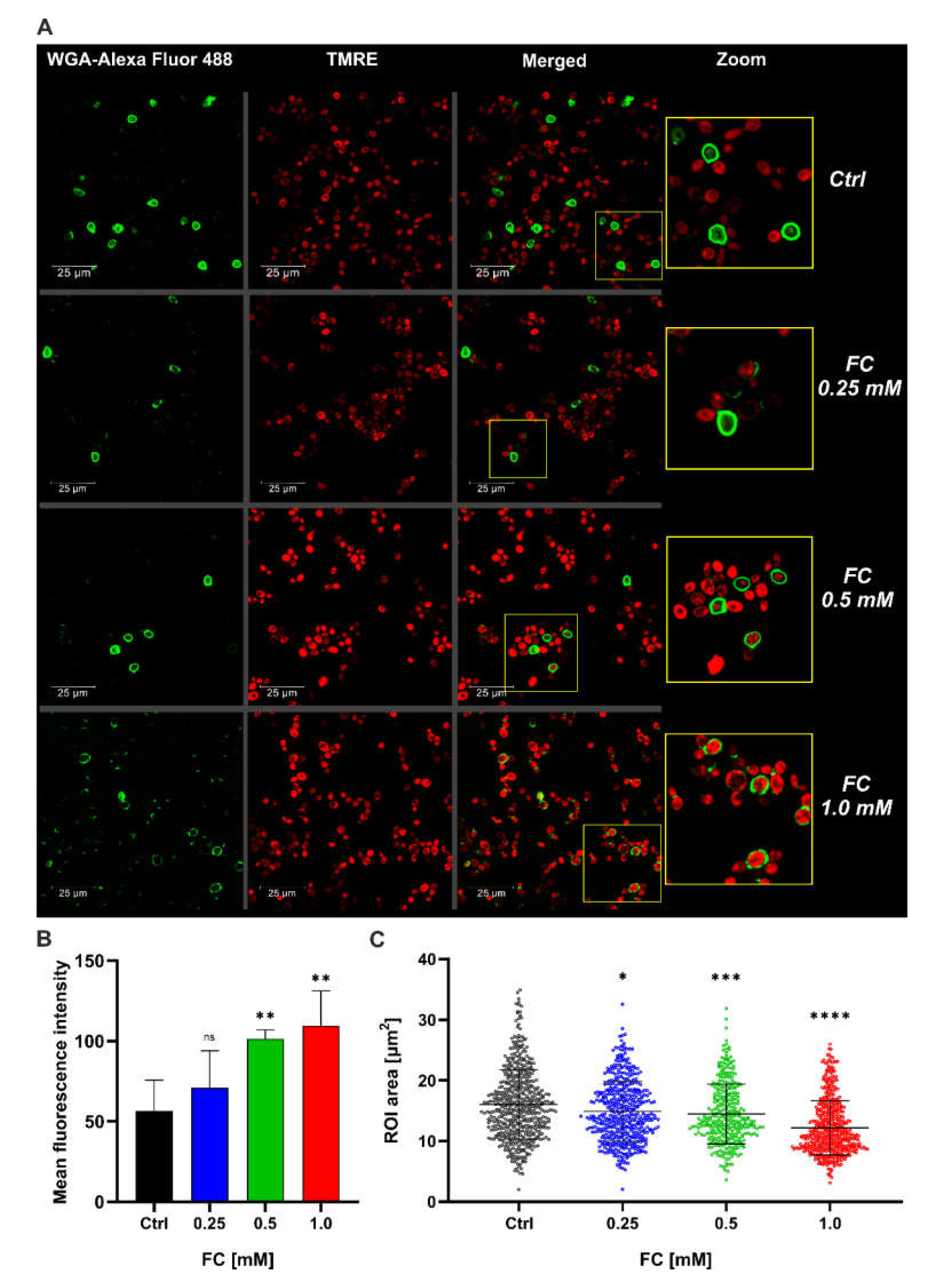 Antioxidants 11 00850 g003
