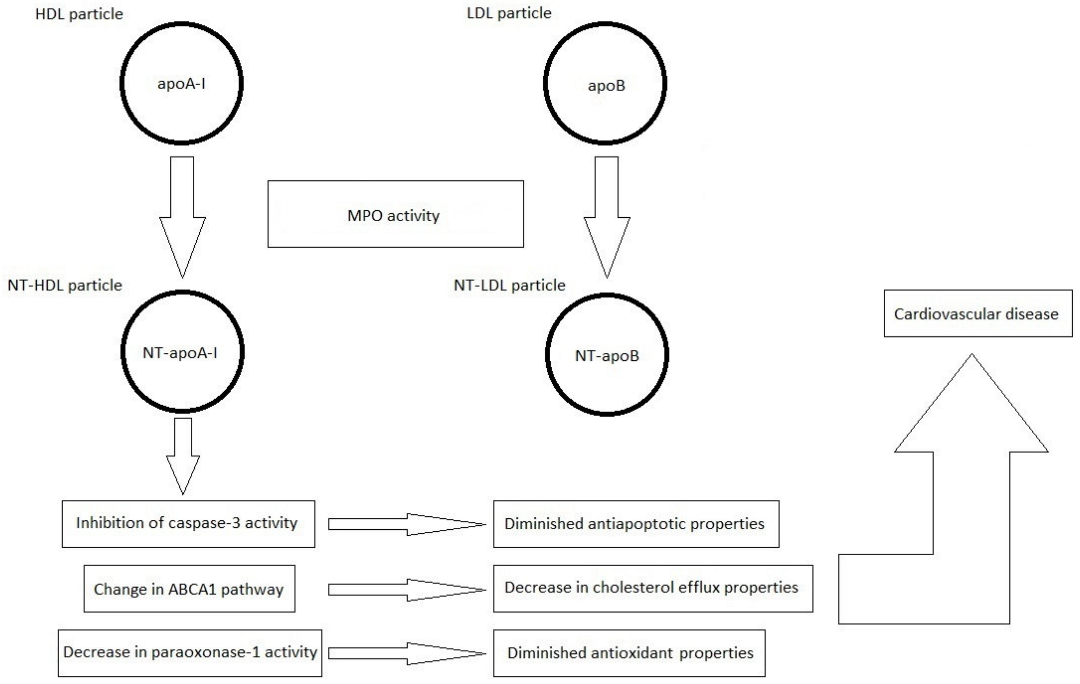 Antioxidants 11 00856 g002