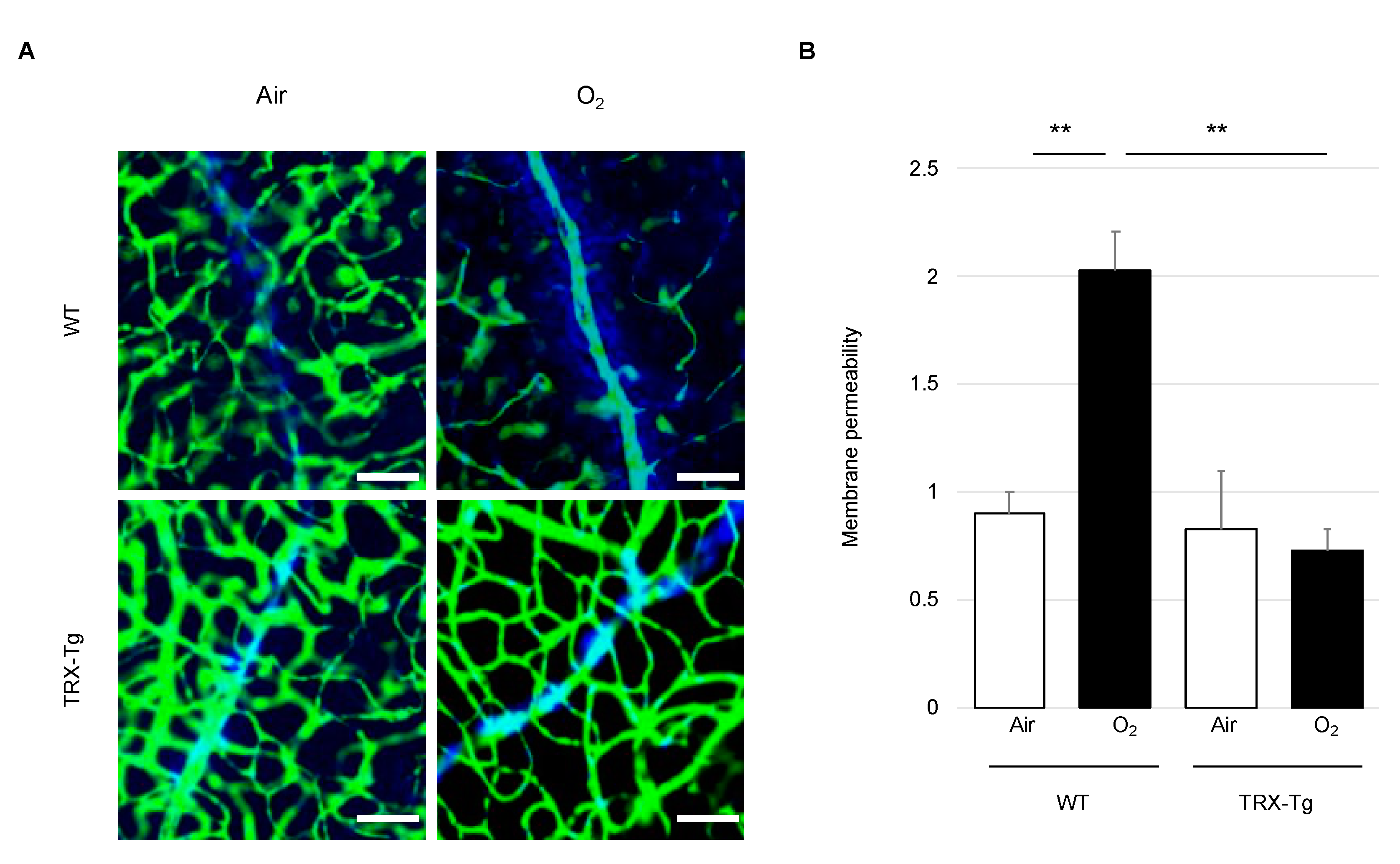 Antioxidants 11 00899 g003
