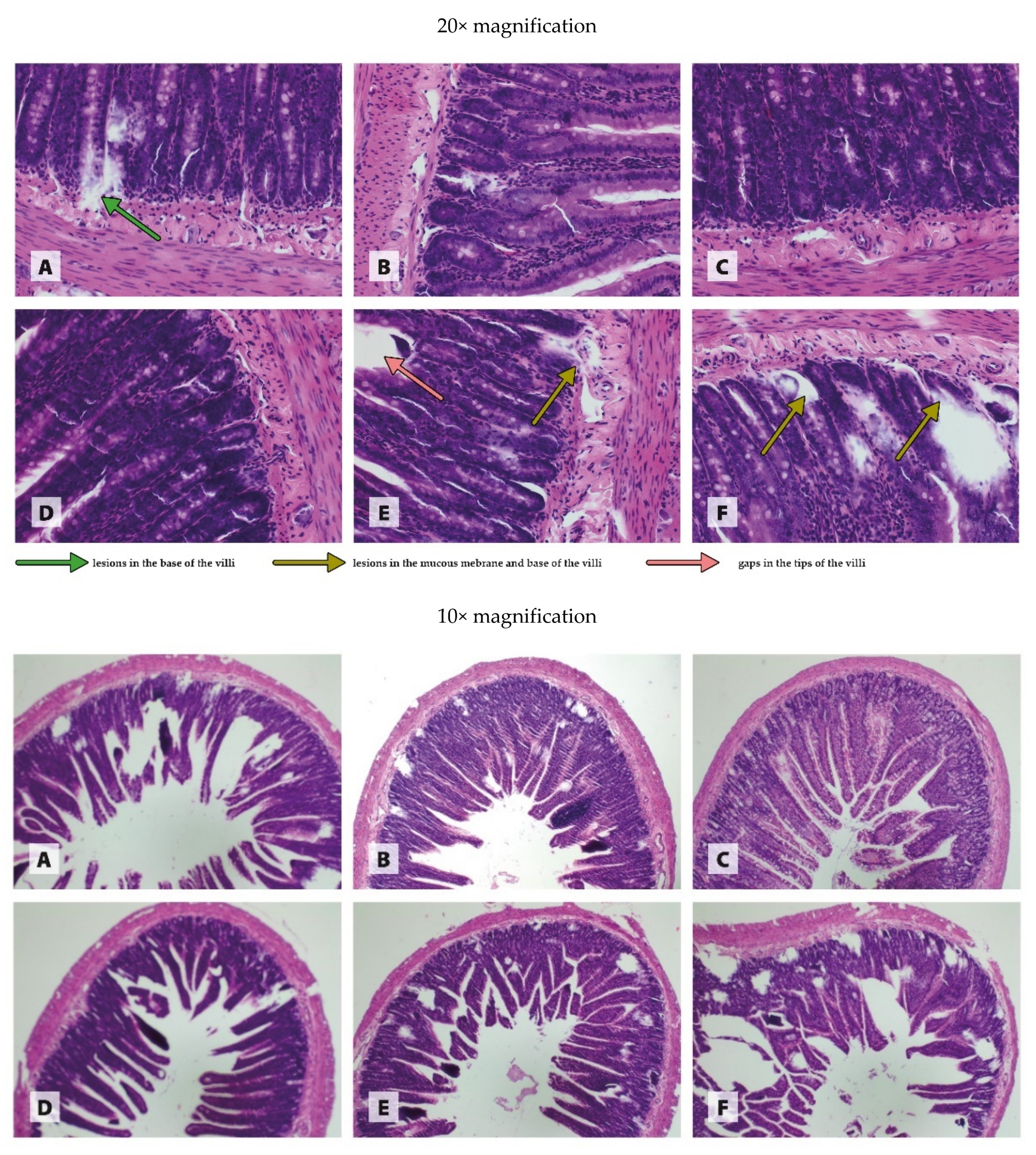 Antioxidants 11 00910 g002