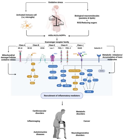 Antioxidants | Free Full-Text | Targeting Scavenger Receptors in ...