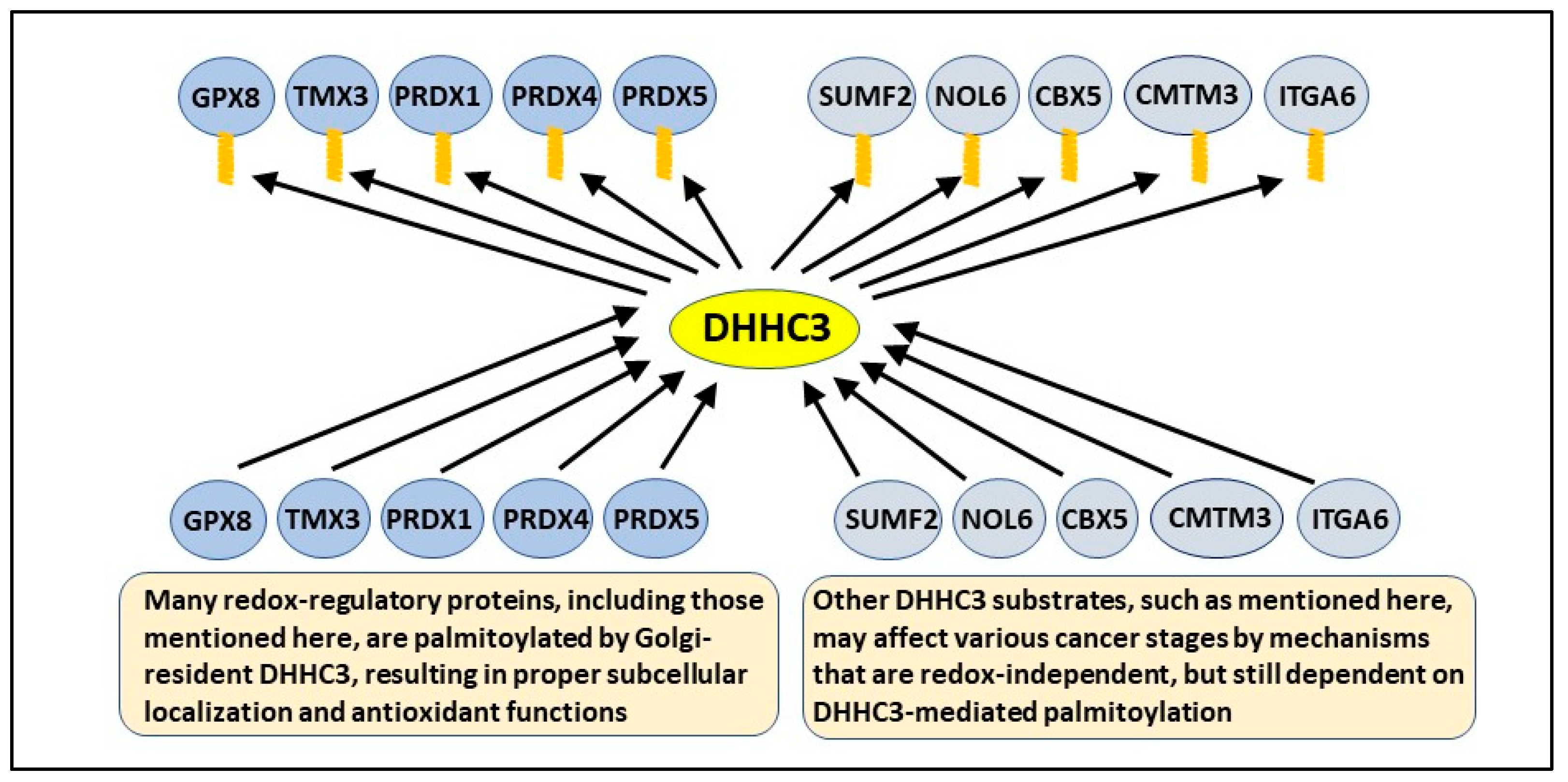 Antioxidants 11 00960 g002