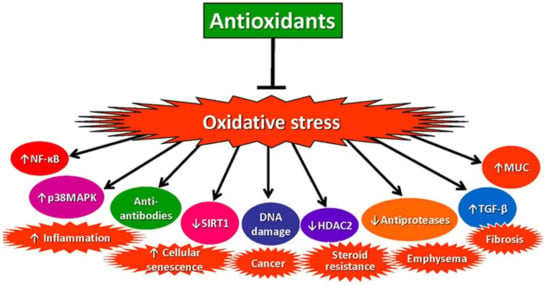 Antioxidants | Free Full-Text | Oxidative Stress In Chronic Obstructive ...