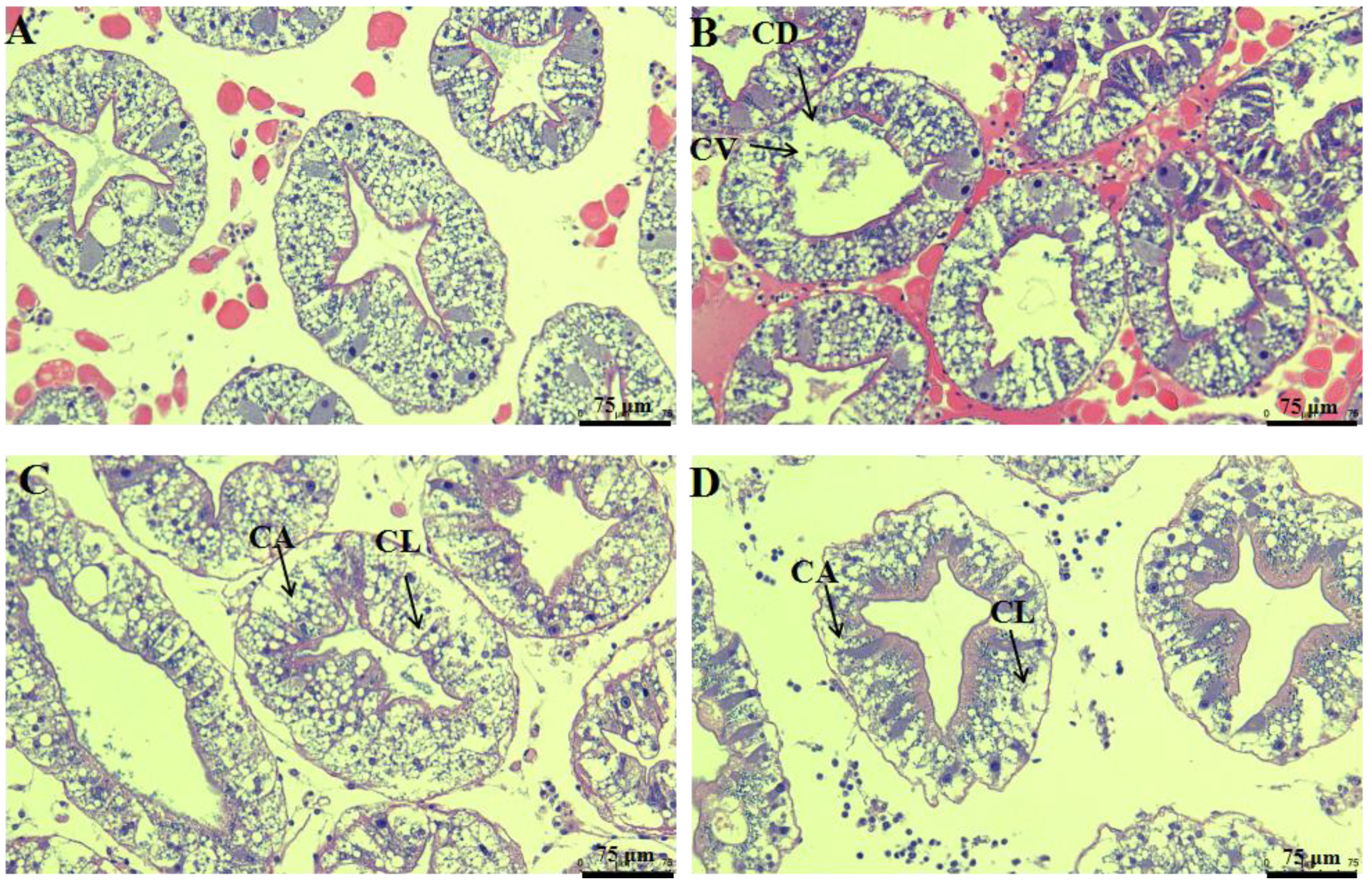 Antioxidants 11 00978 g002