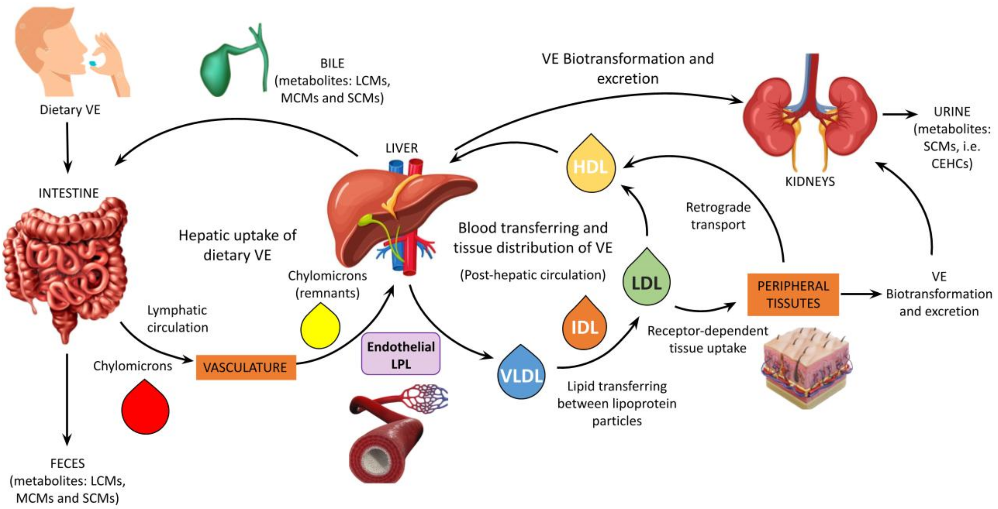 Antioxidants | Free Full-Text | Vitamin E (Alpha-Tocopherol) Metabolism and  Nutrition in Chronic Kidney Disease